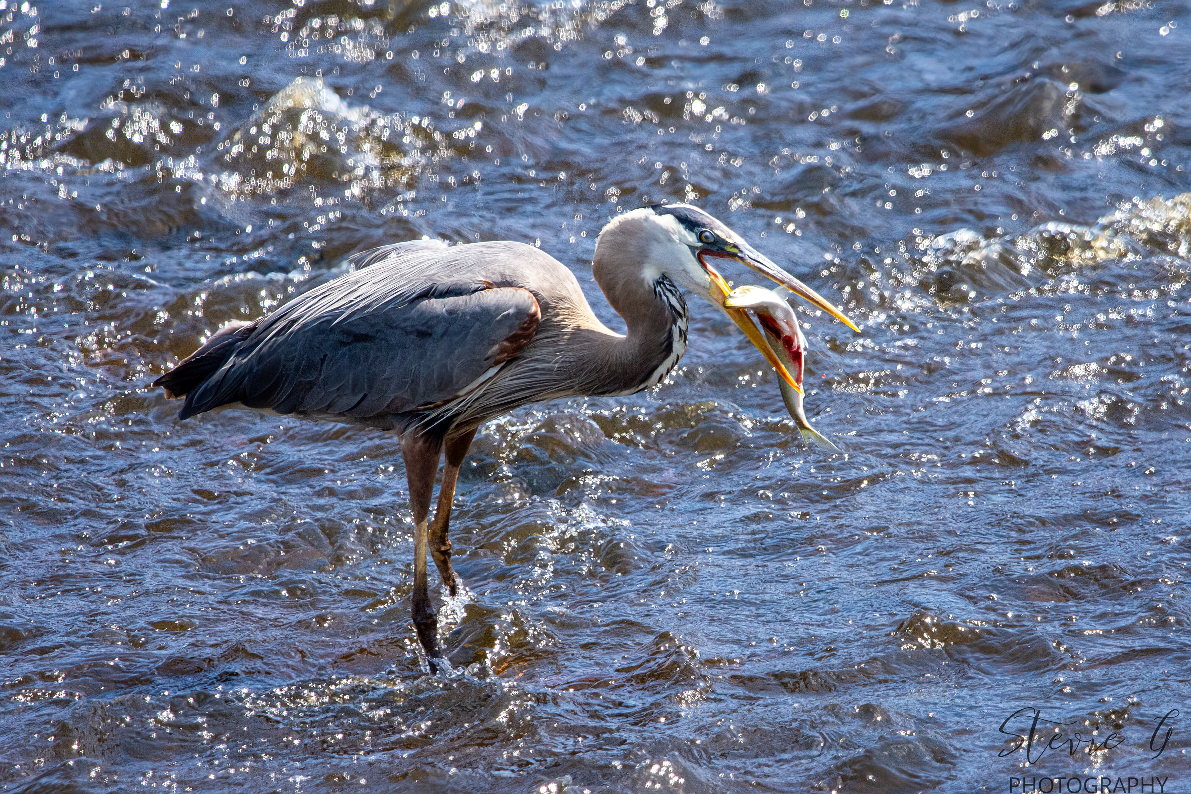 Great Blue Heron