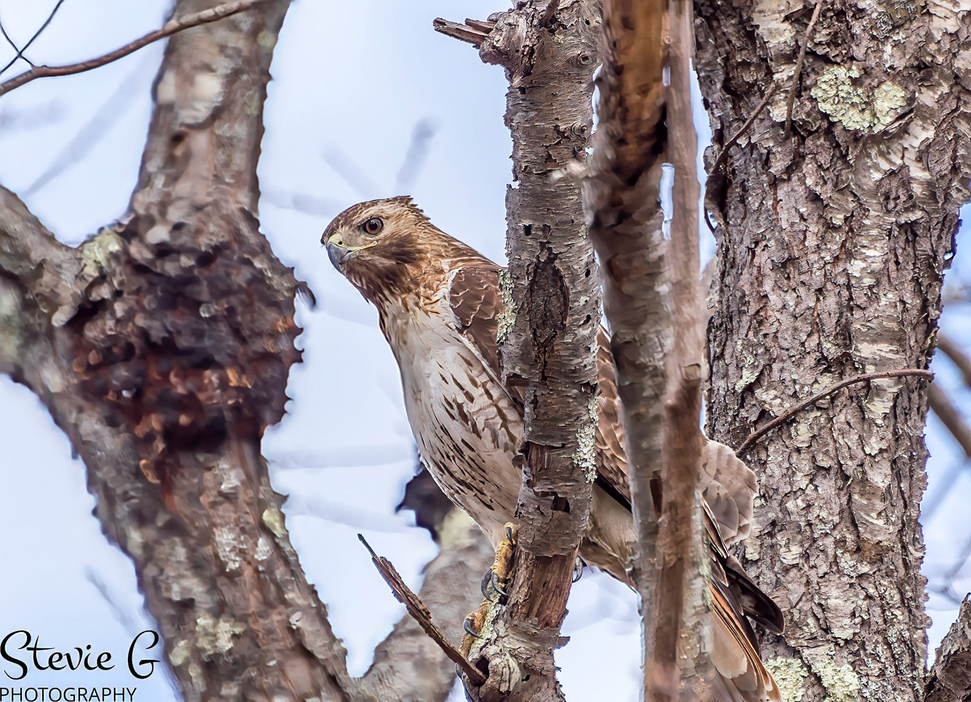 Redtail Hawk at Odiorne state park