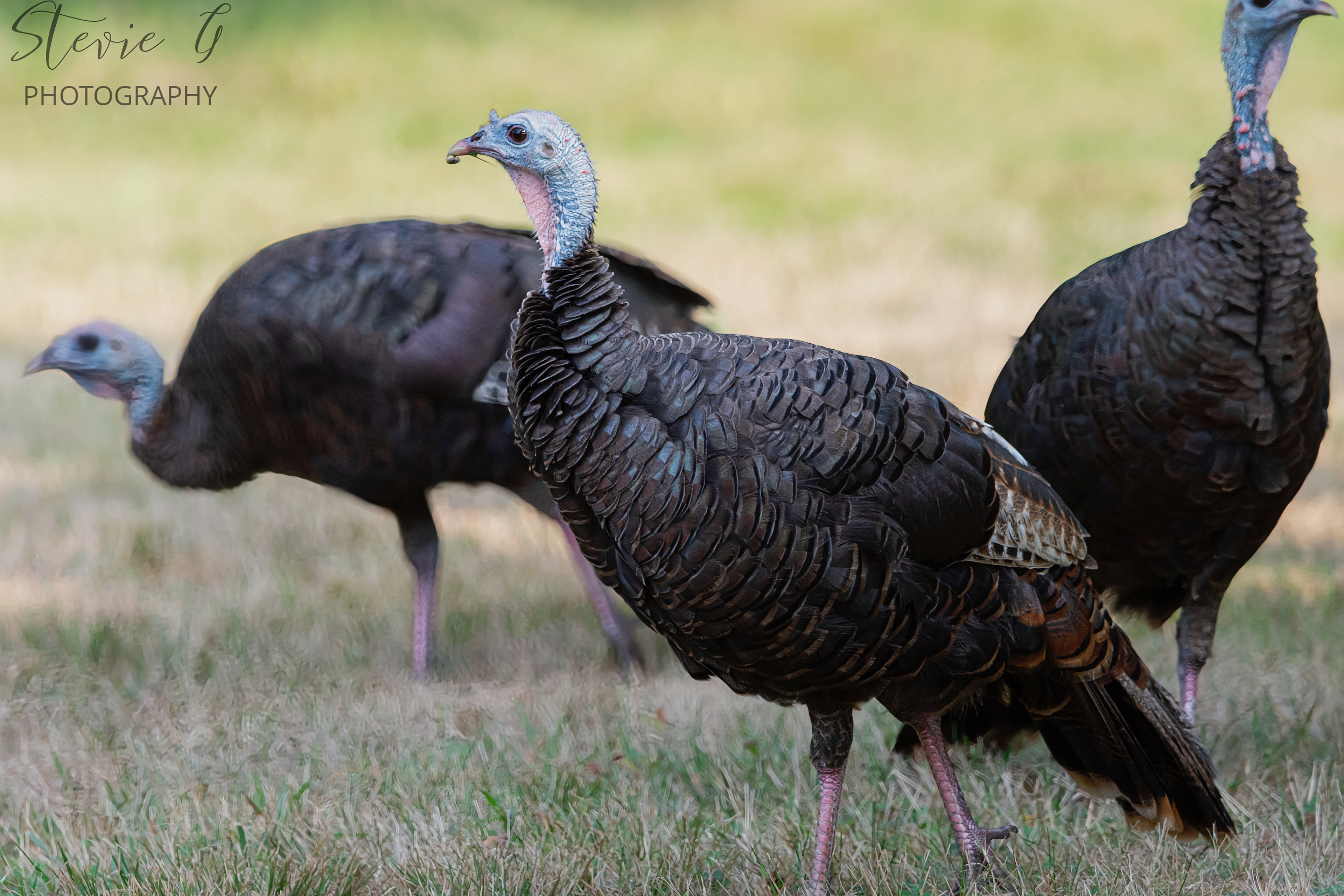 Turkeys - Odiorne State Park