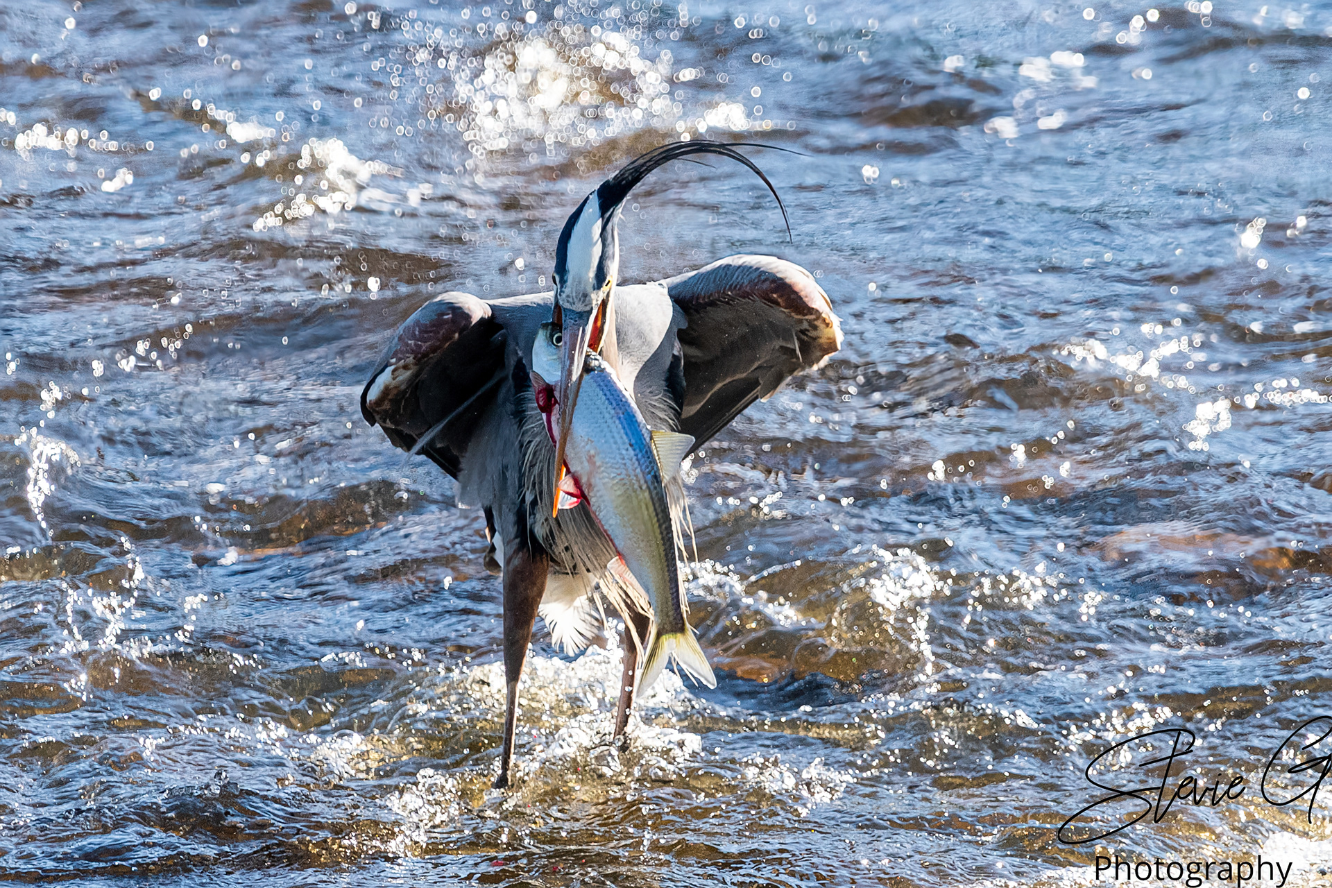 Blue Heron