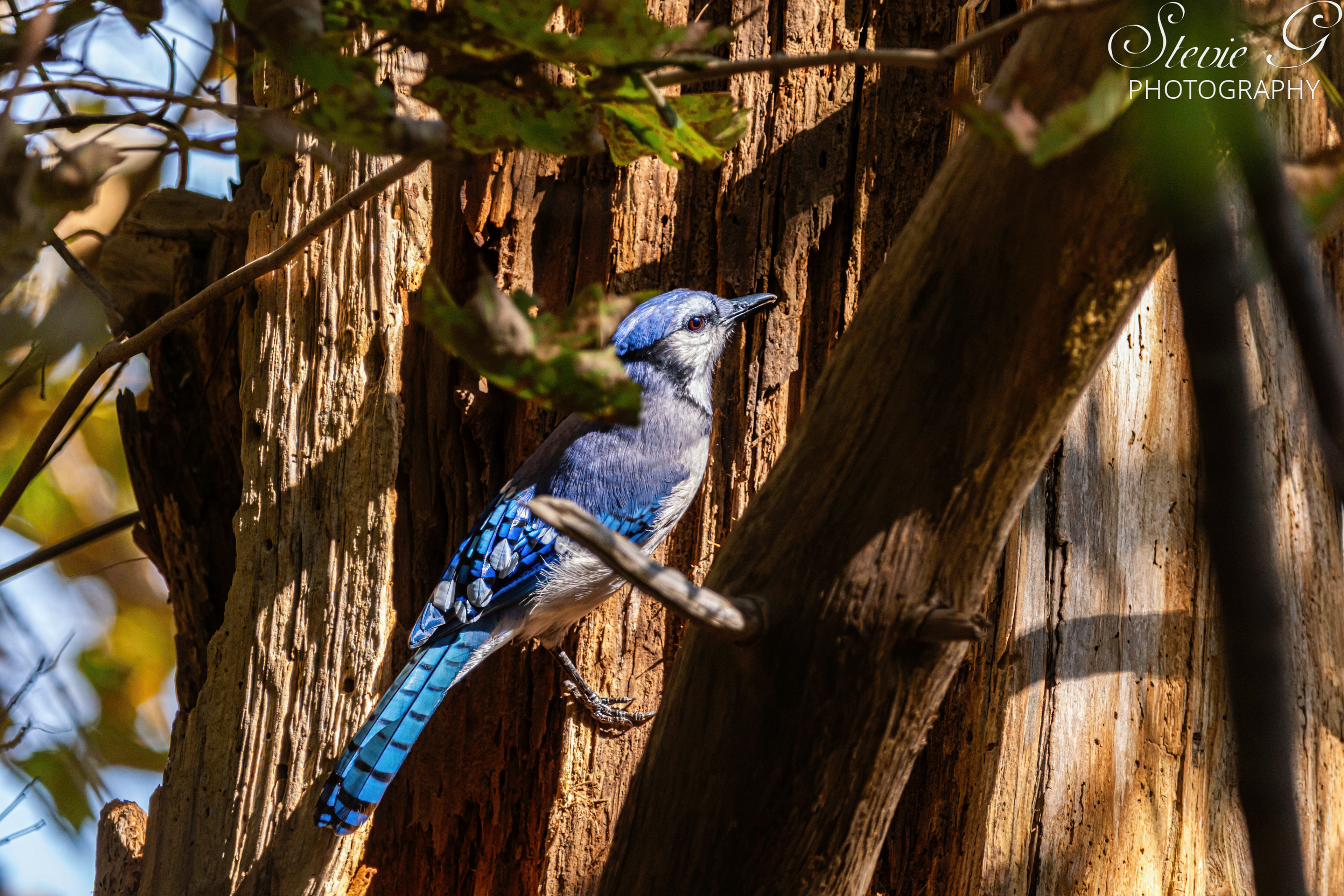 Blue jay r Odiorne State Park