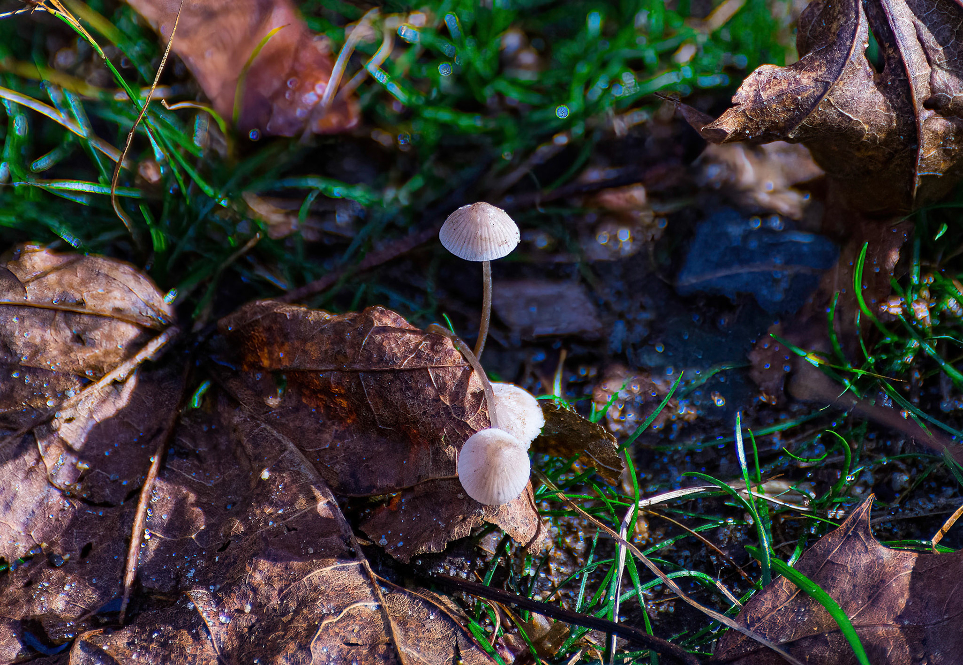 Mushroom Odiorne State Park