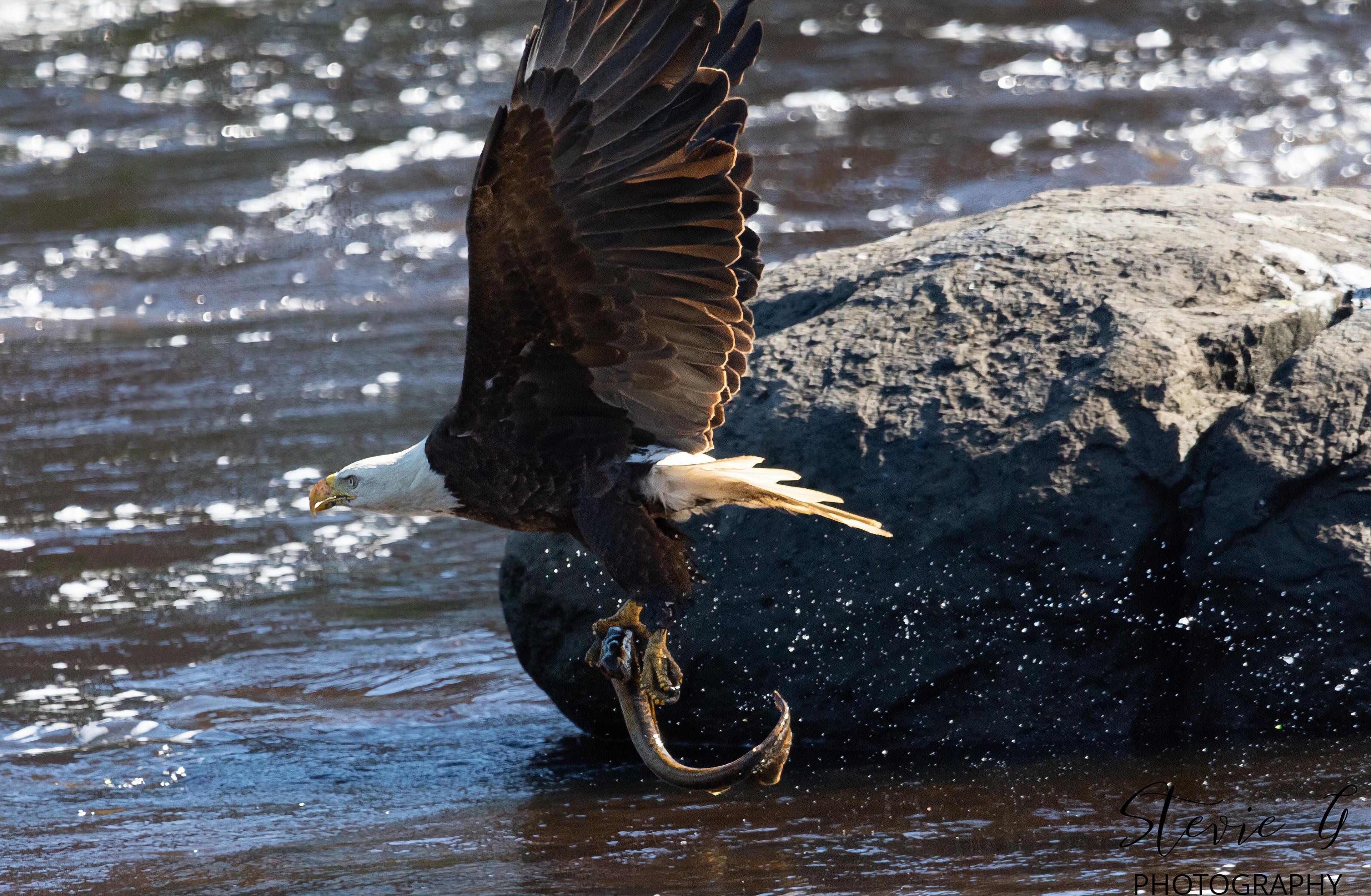 B Eagle
