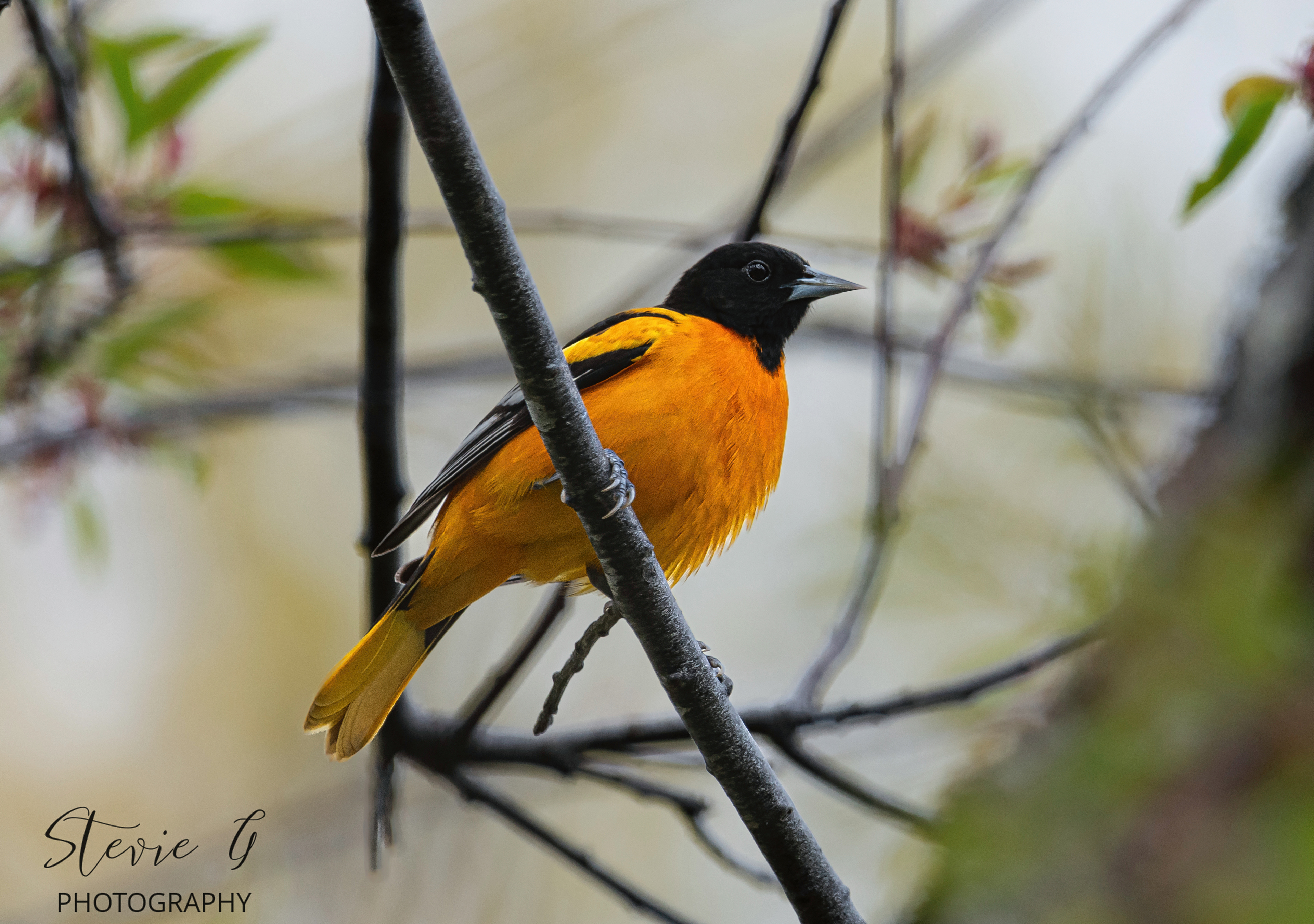 Baltimore Oriole - Odiorne State Park
