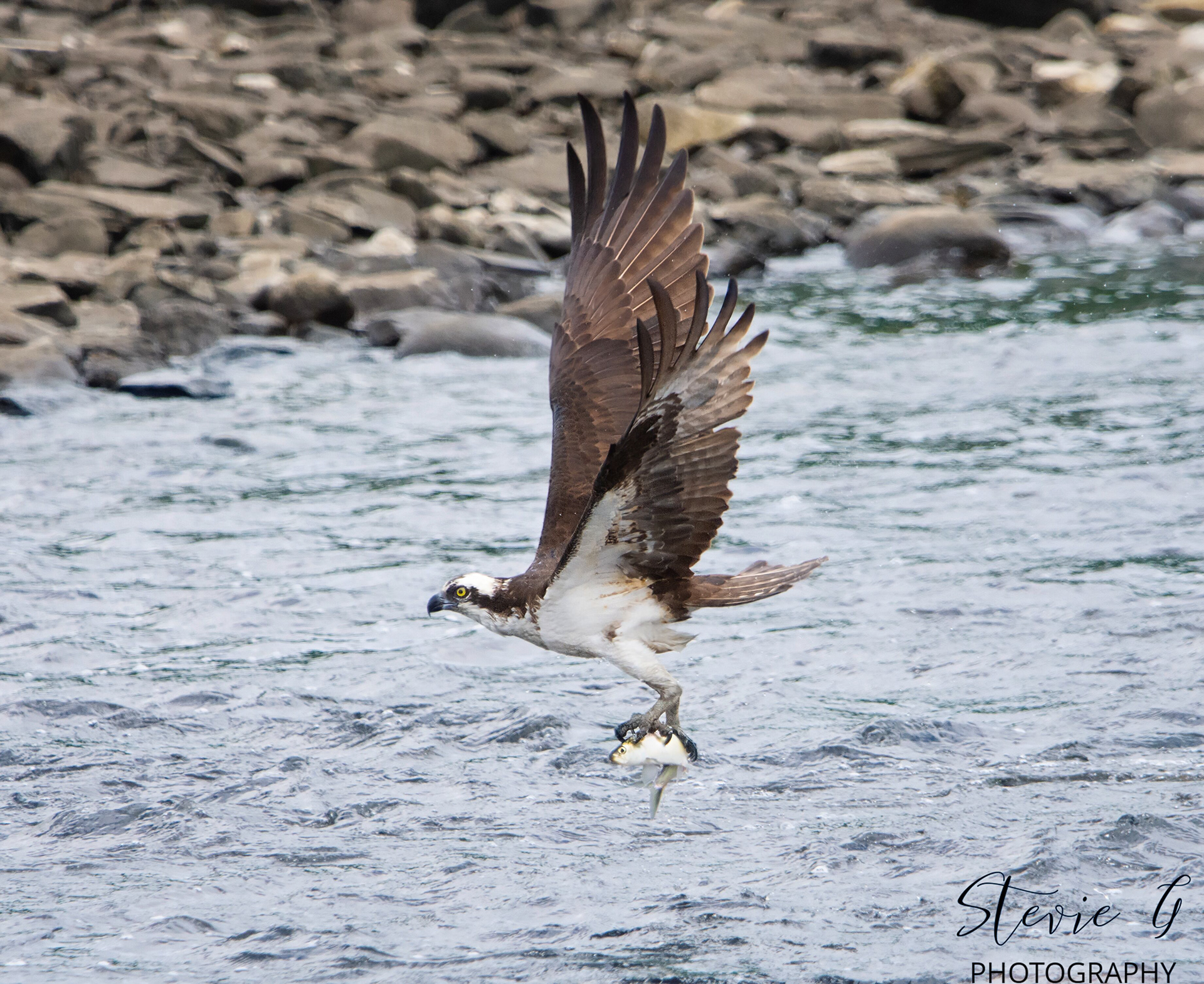 Osprey