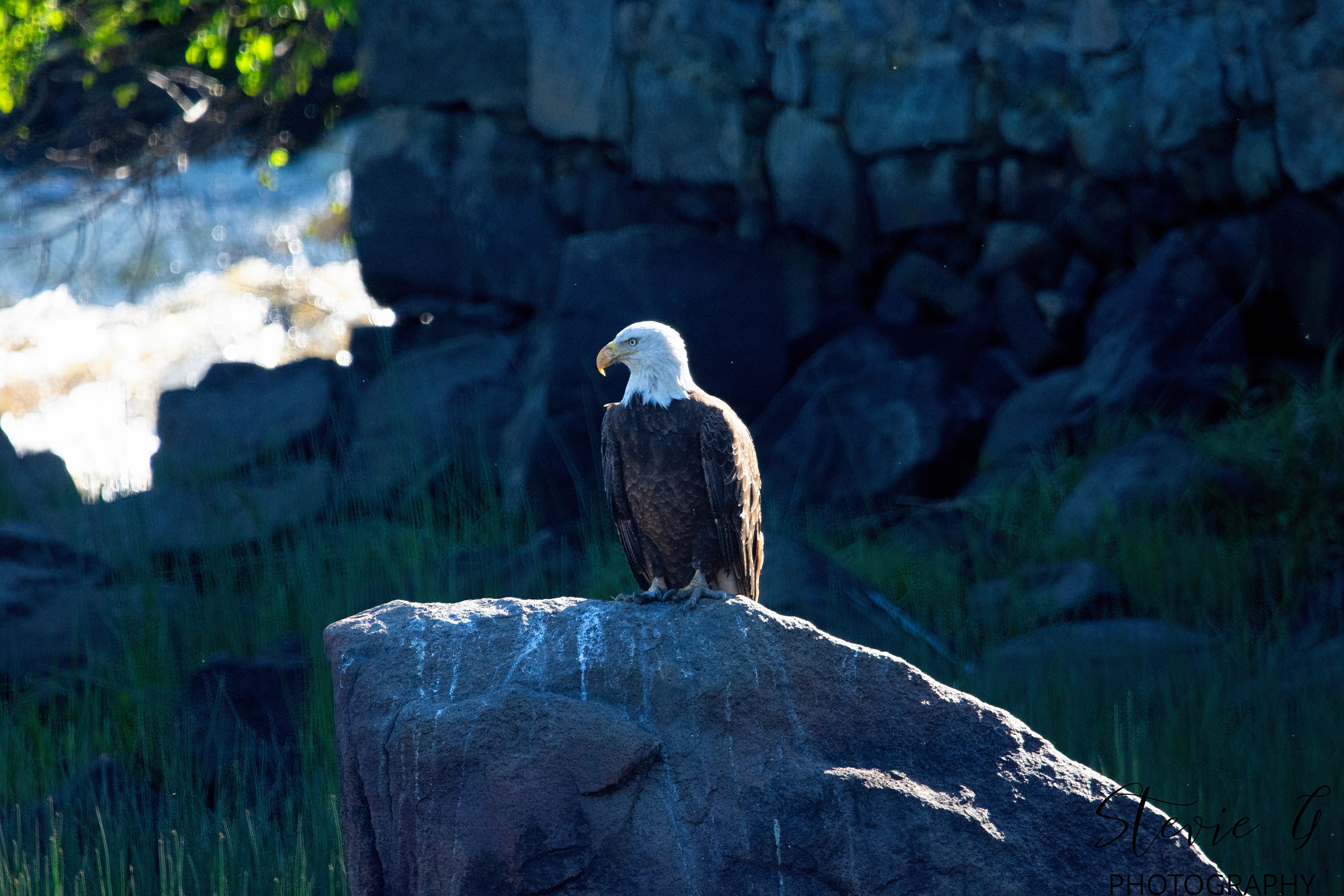 B Eagle