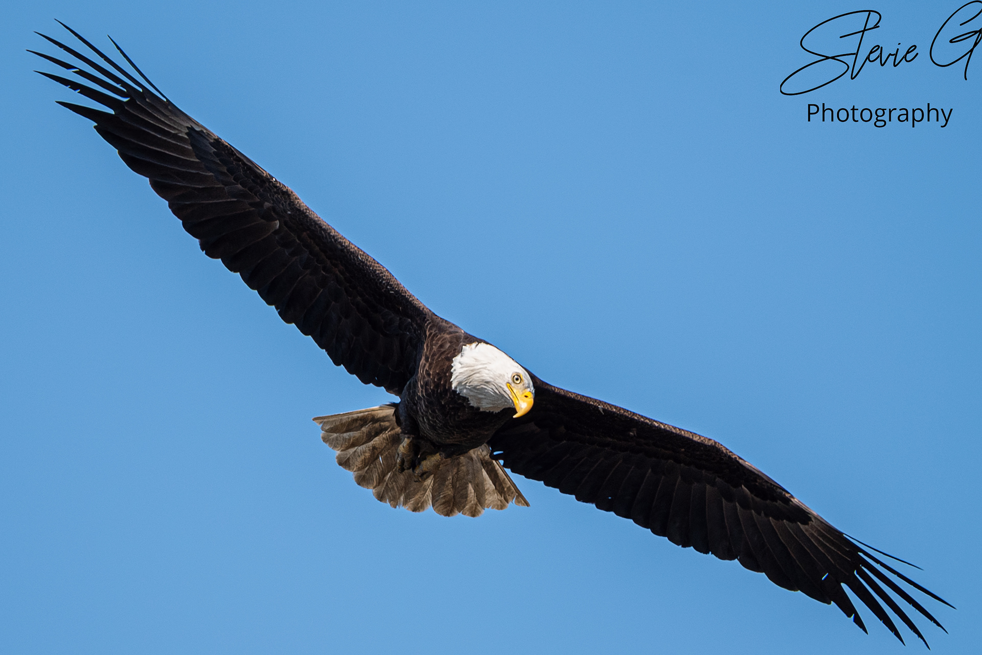 Eagle
