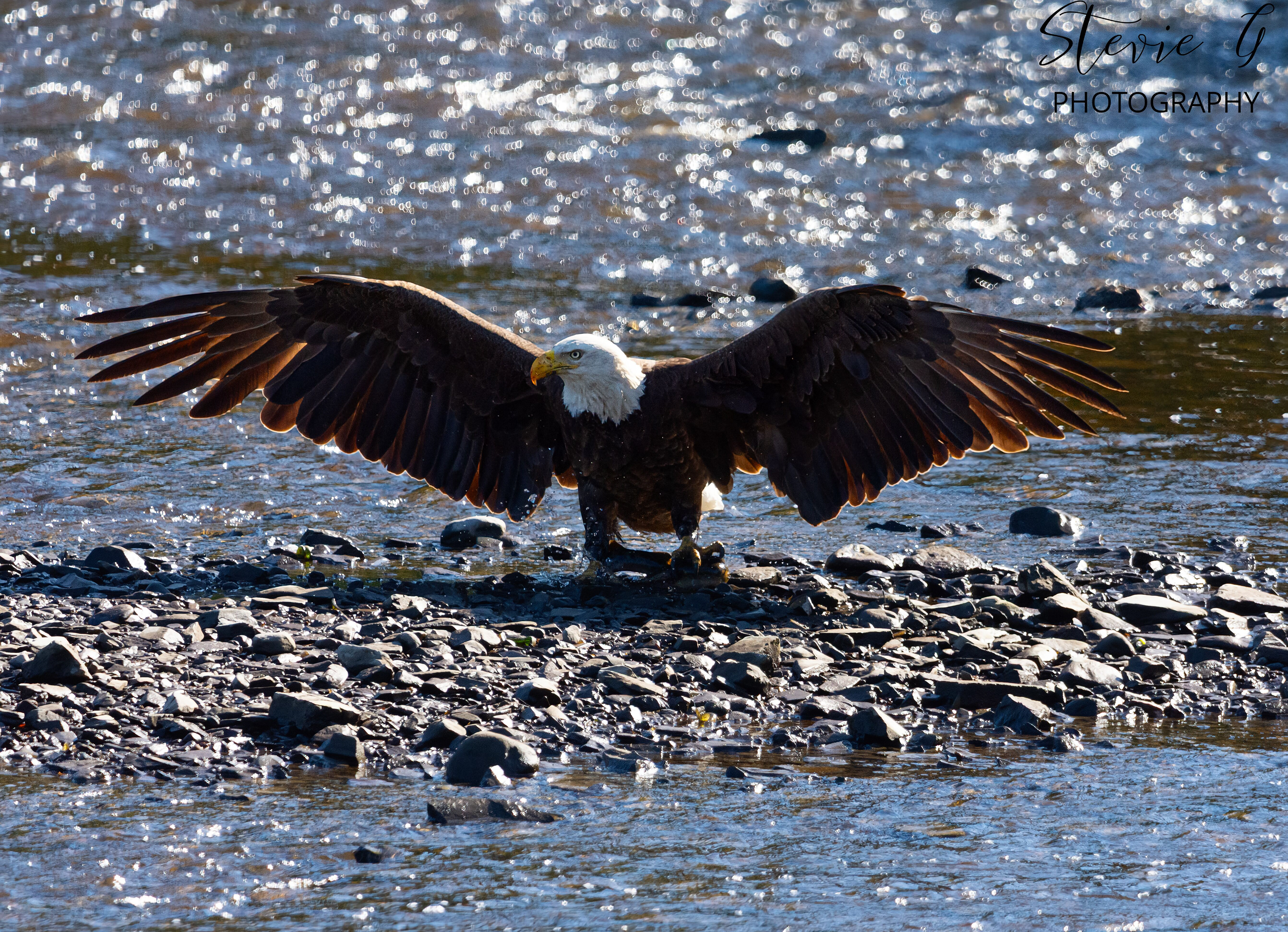B Eagle