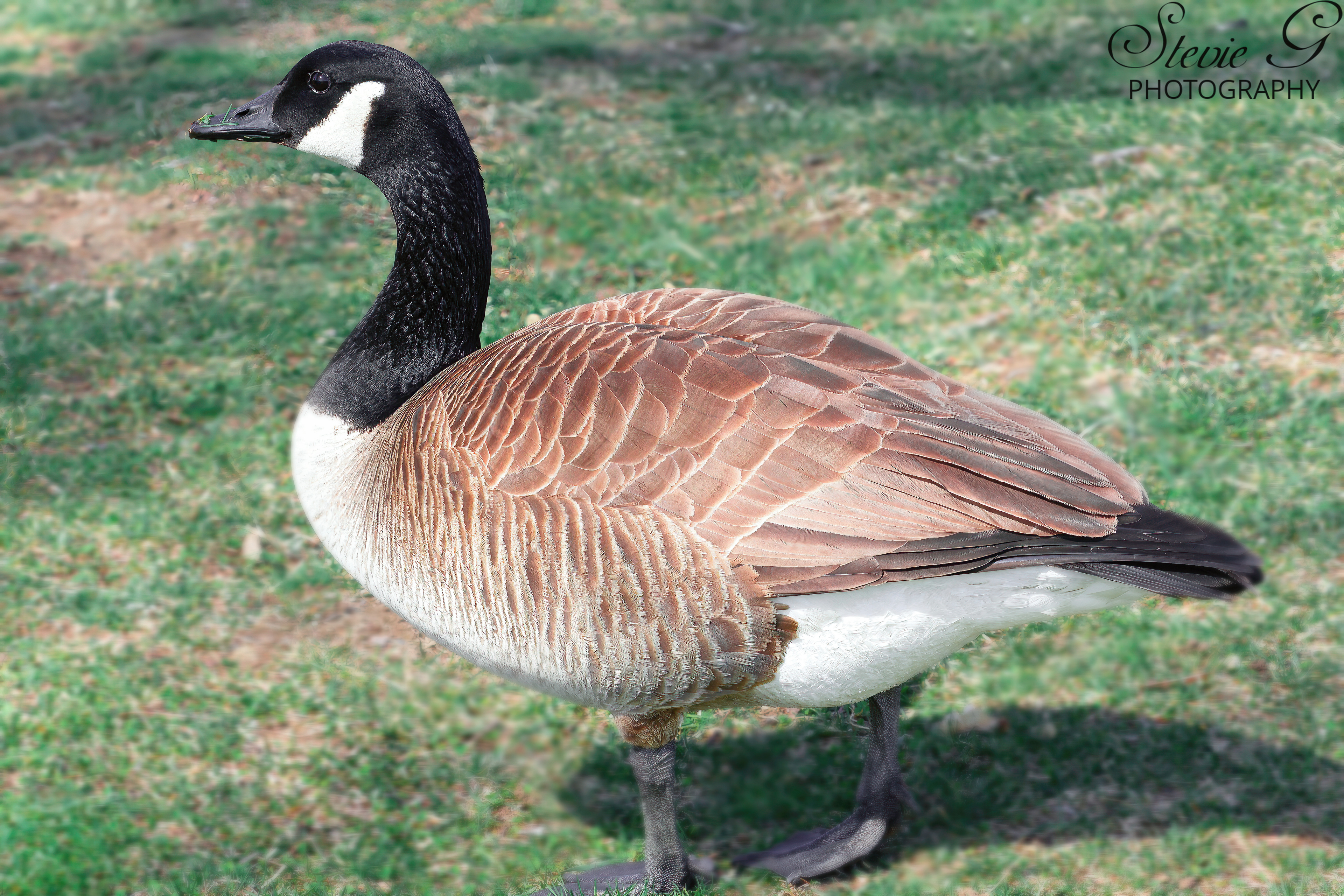 Canadien Goose - Odiorne State Park