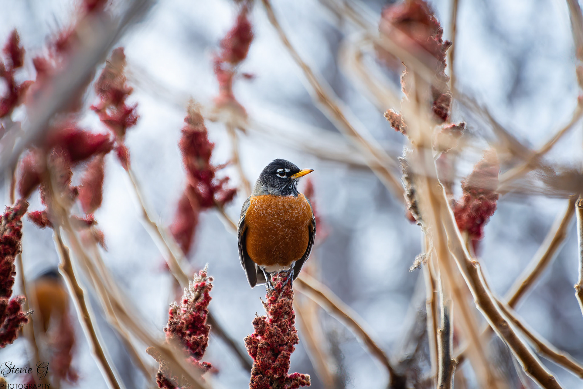 Robin Odiorne state park