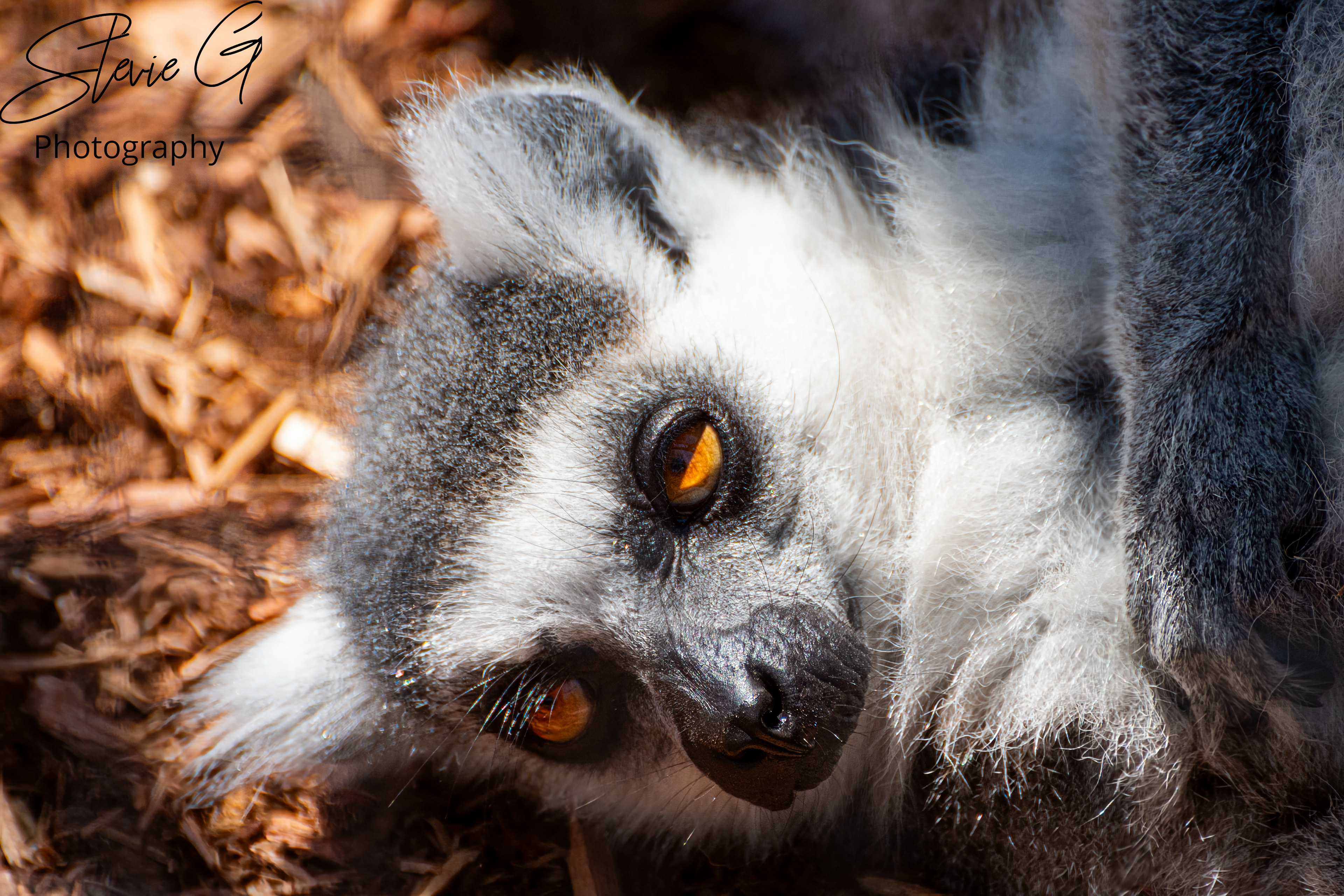  Ring-Tailed Lemur