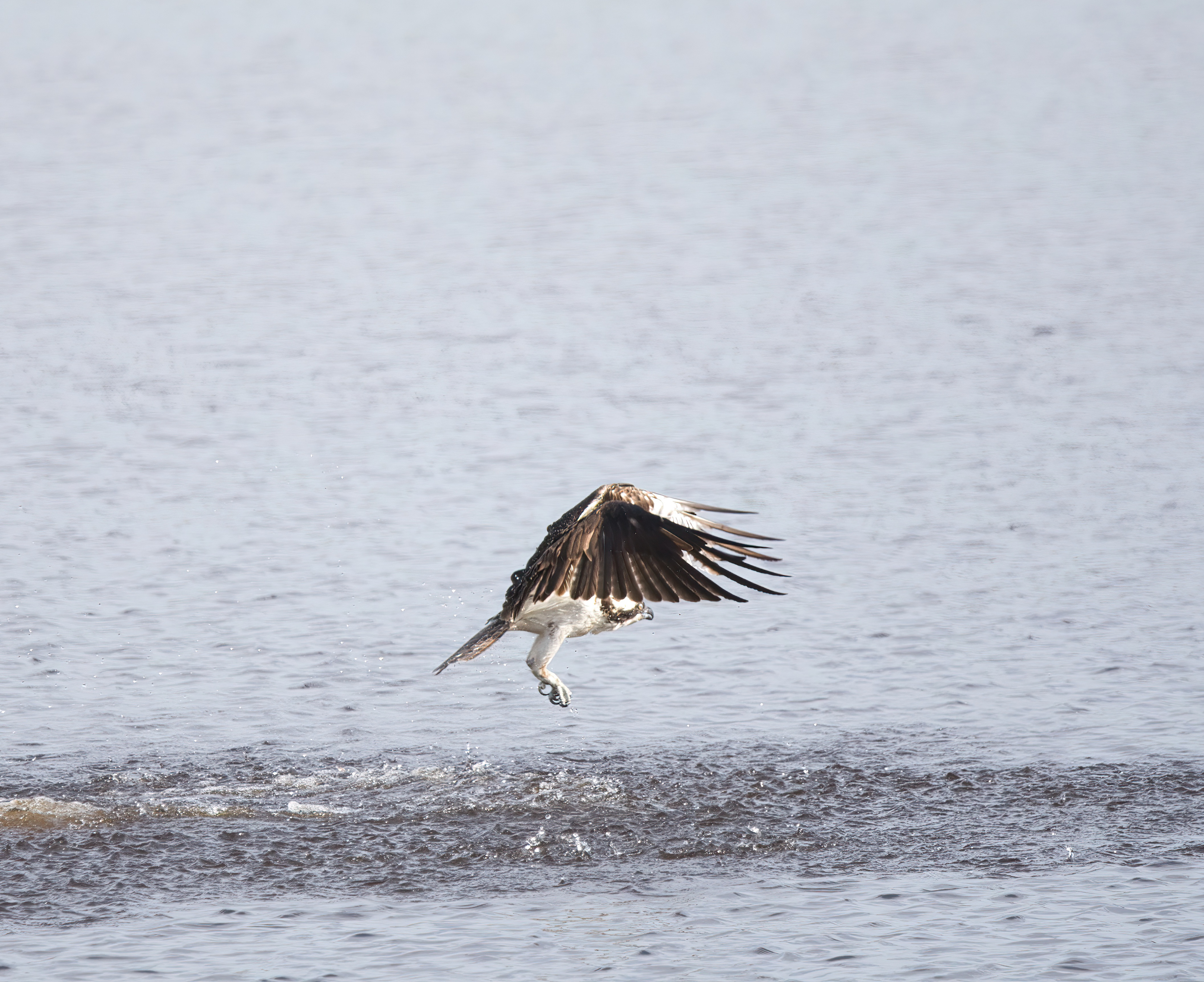 Osprey