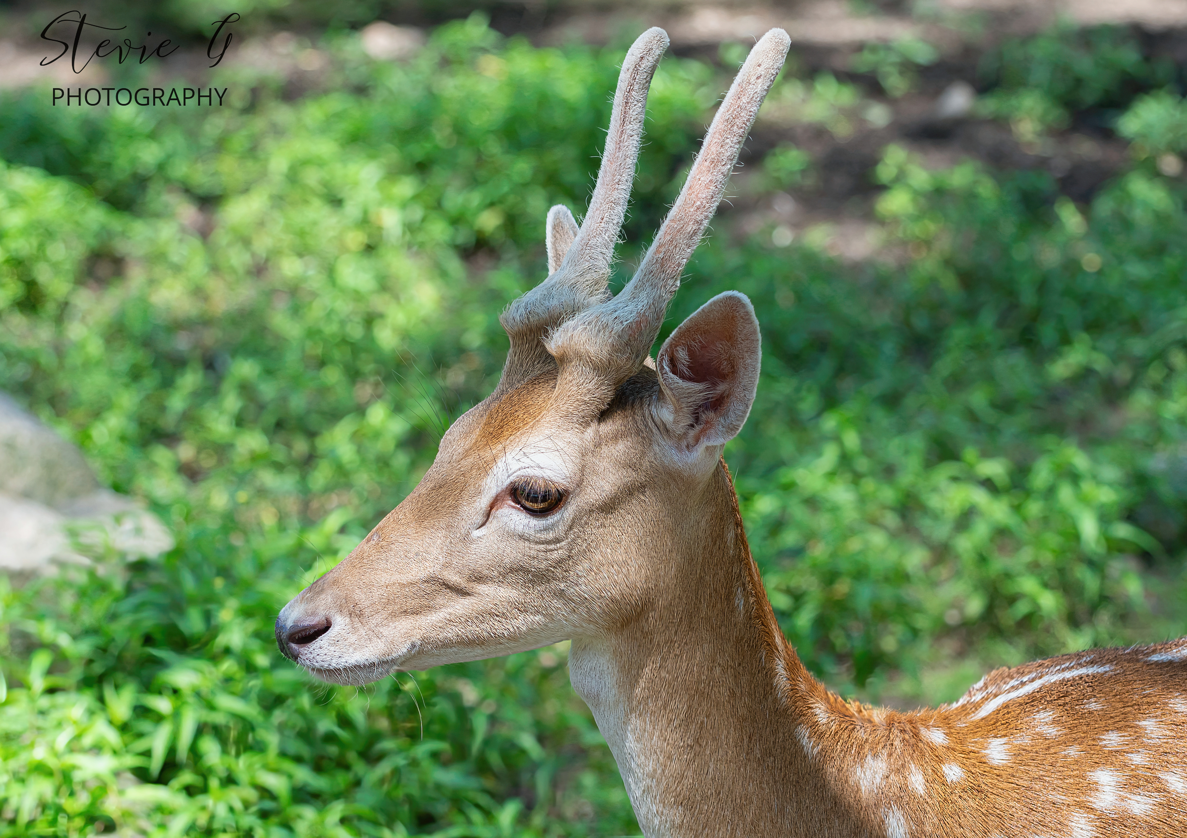 Fallow Deer