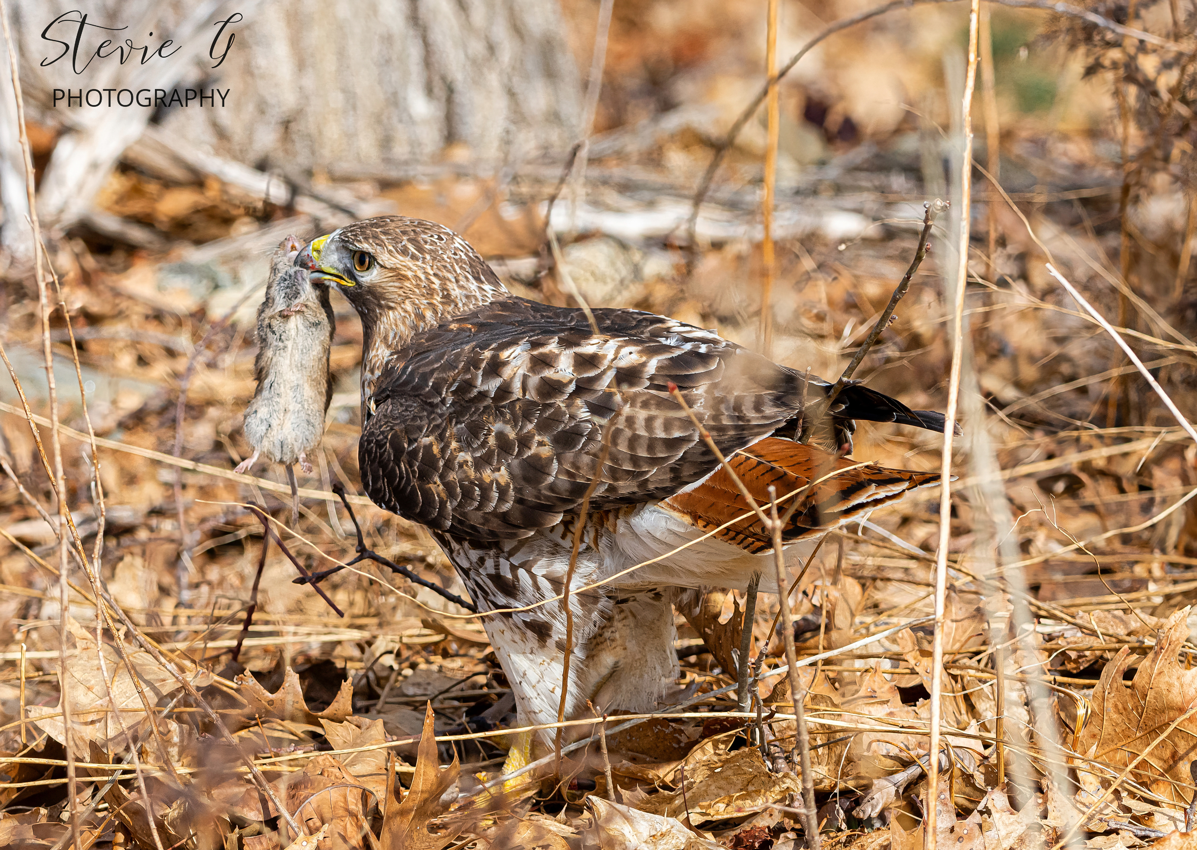 Red Tail Hawk - Odiorne State Park