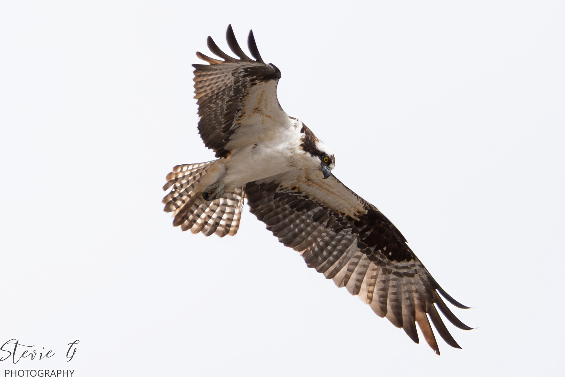 Osprey Southern NE