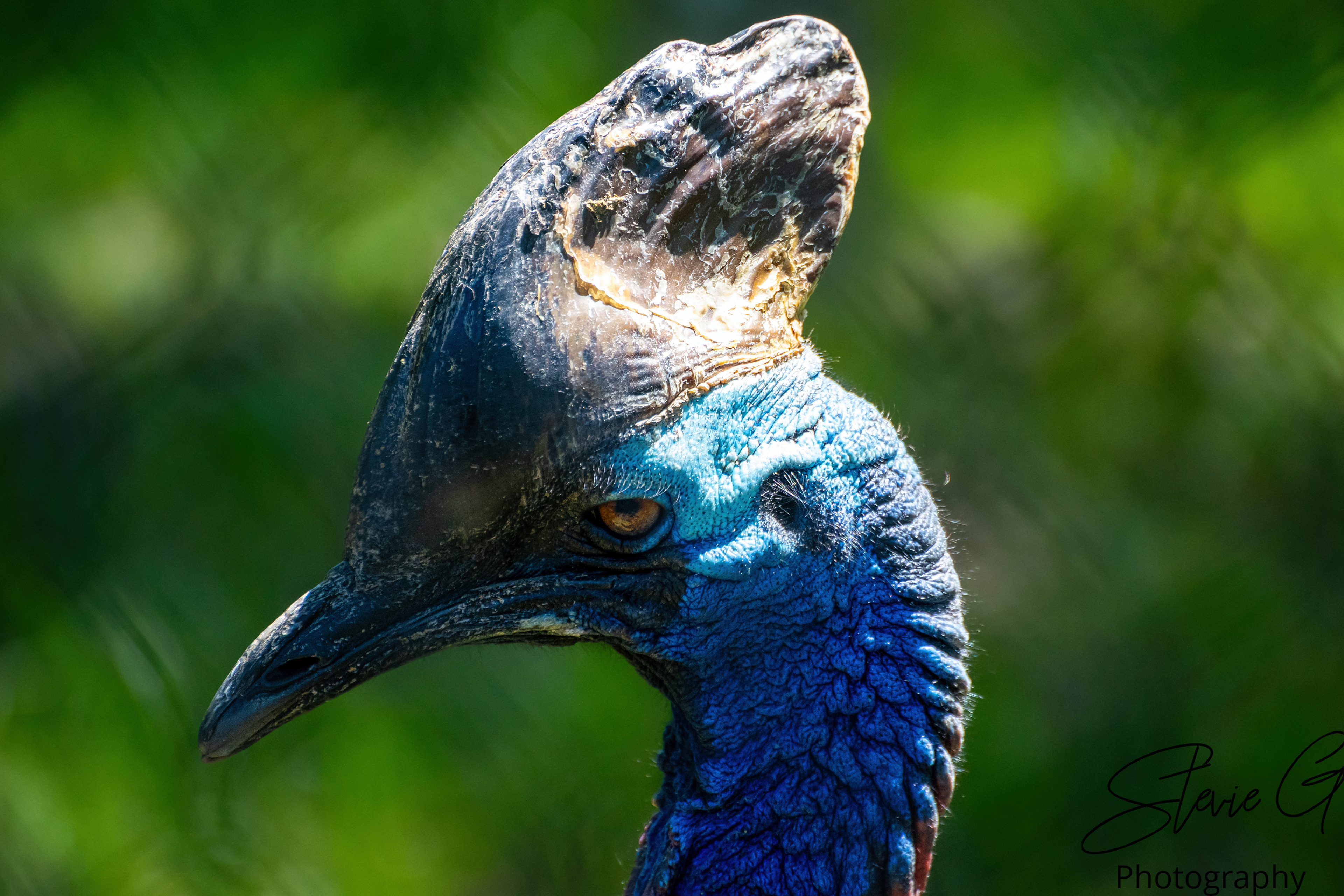 Southern cassowary