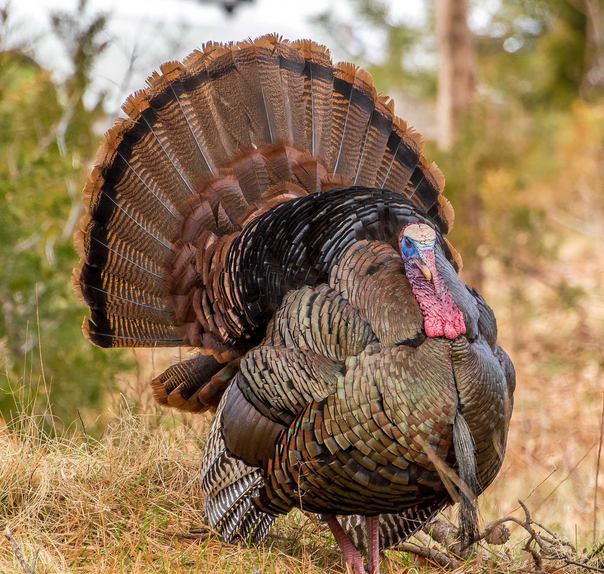 Turkey at Odiorne State Park Rye N.H.