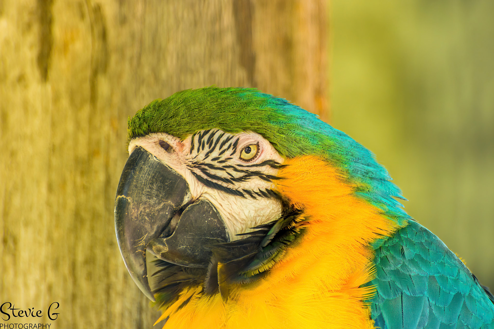 Blue-and-yellow macaw