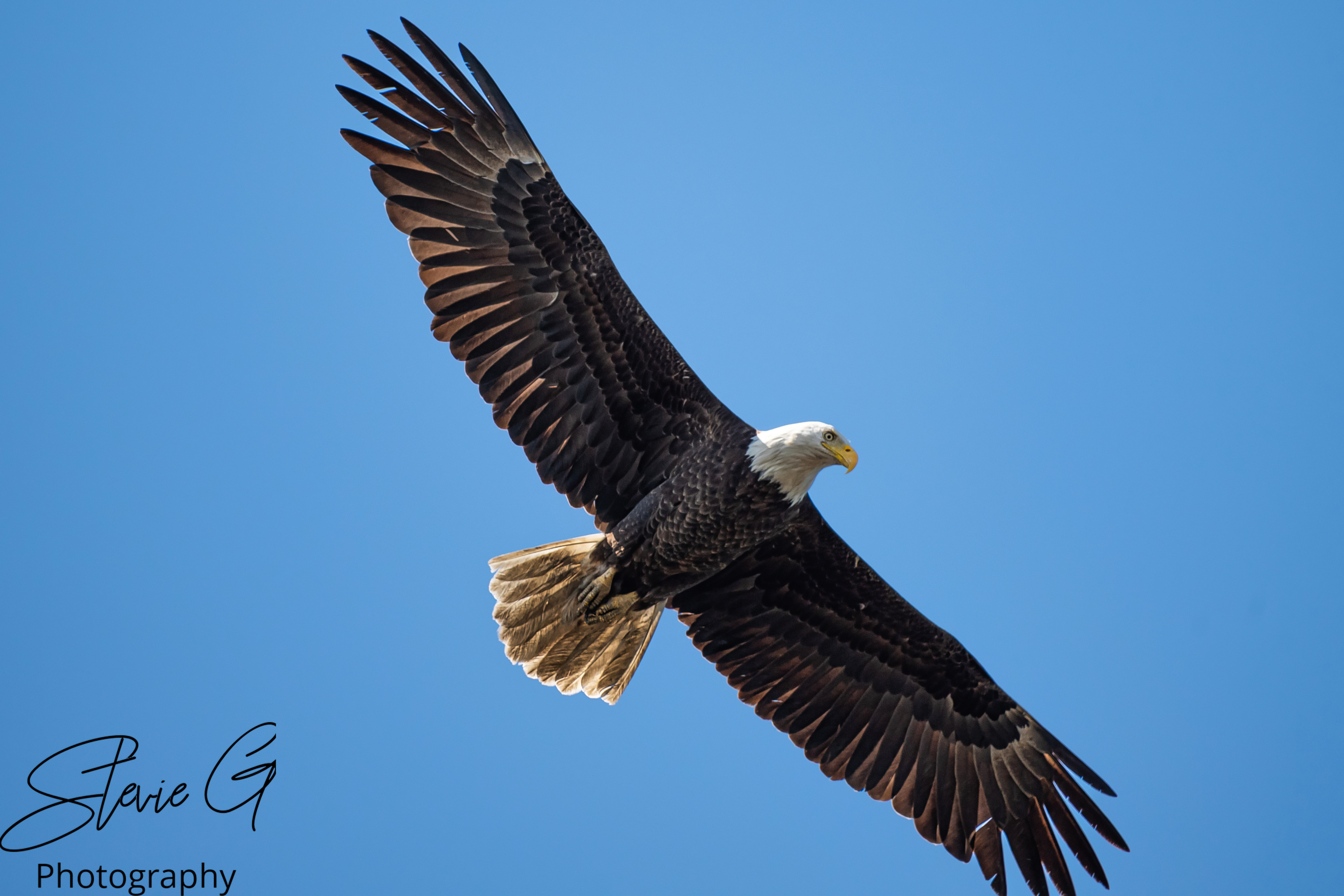 Eagle