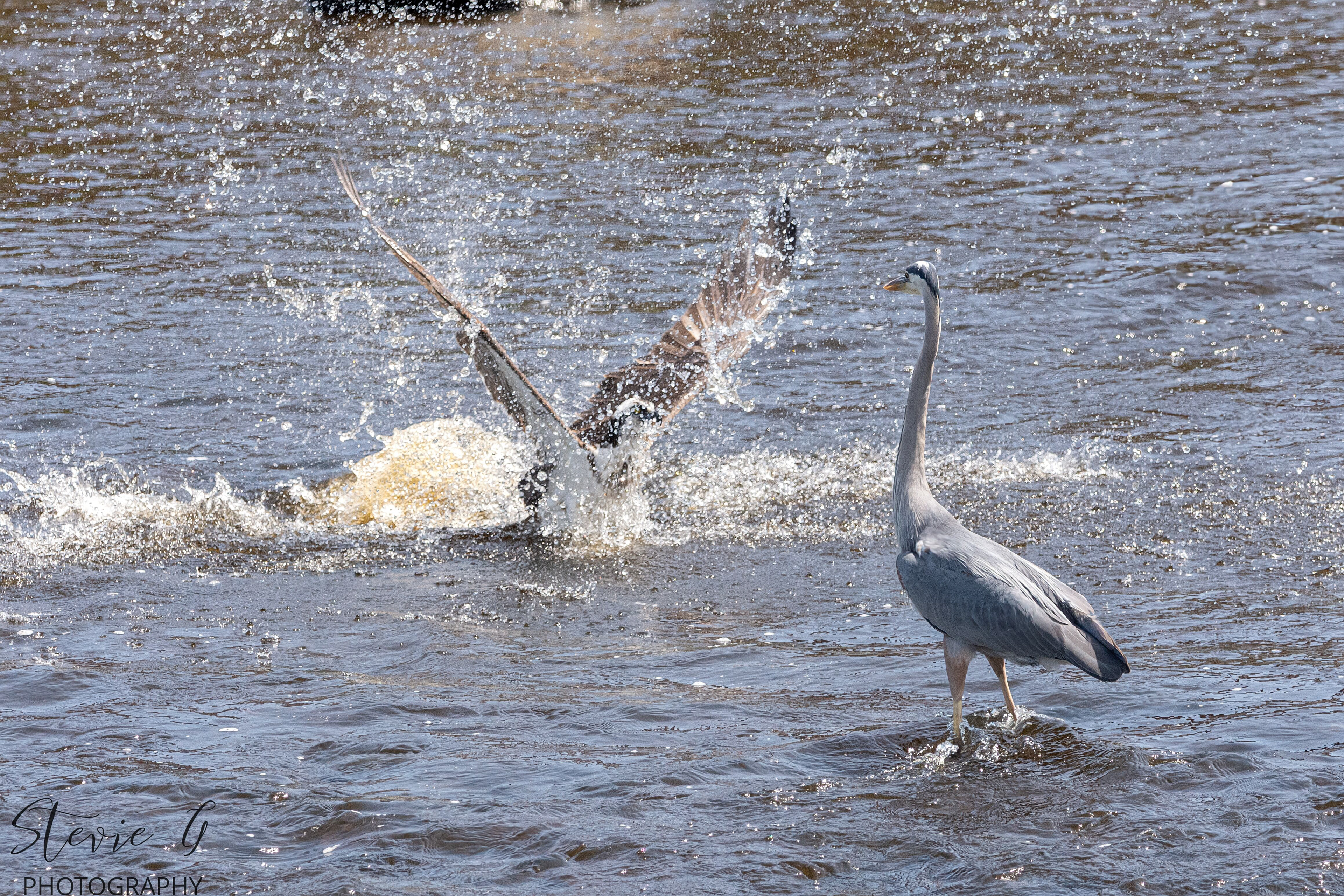 Great Blue Heron