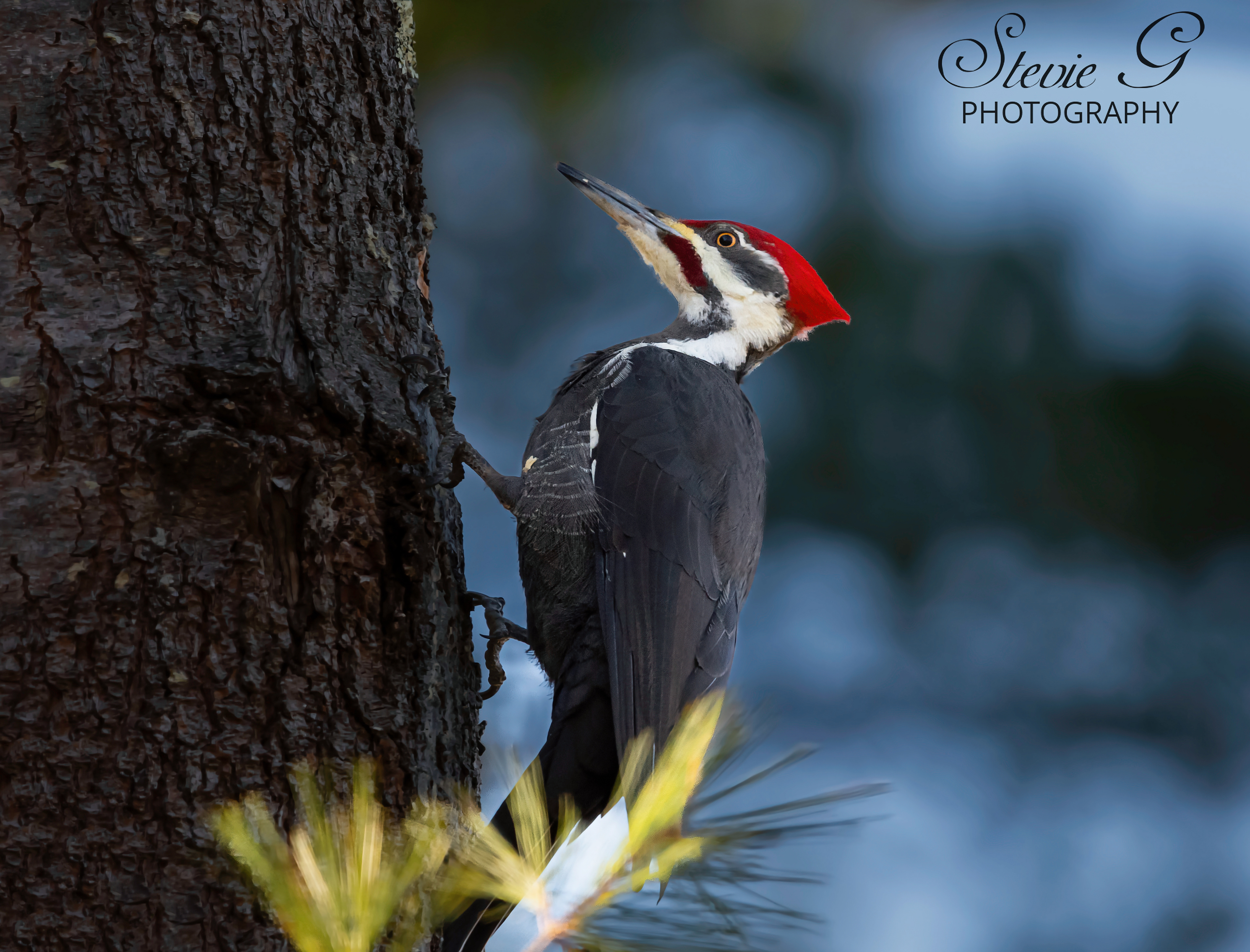 Pileated Woodpecker - Odiorne State Park Rye N.H.