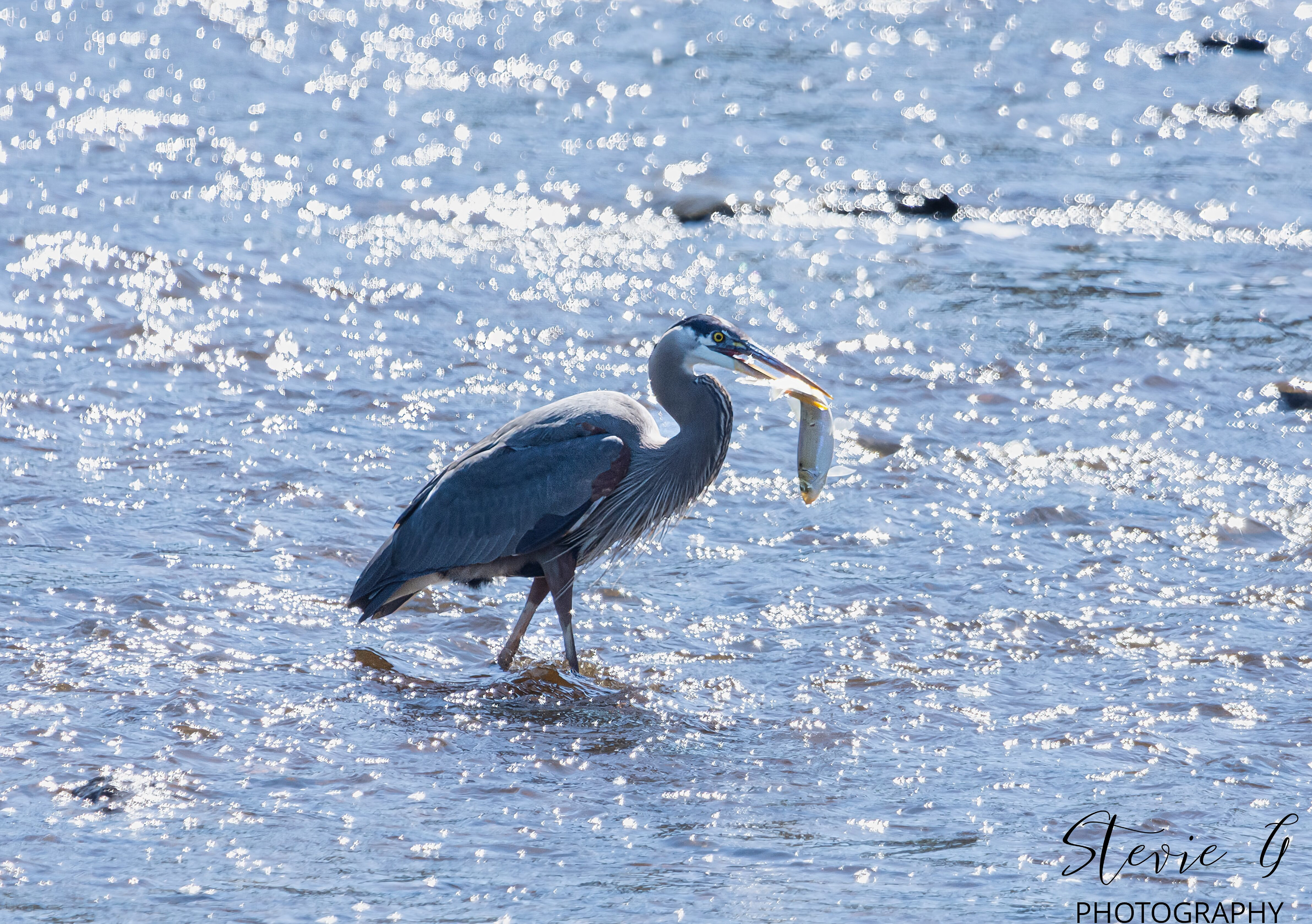 Great Blue Heron
