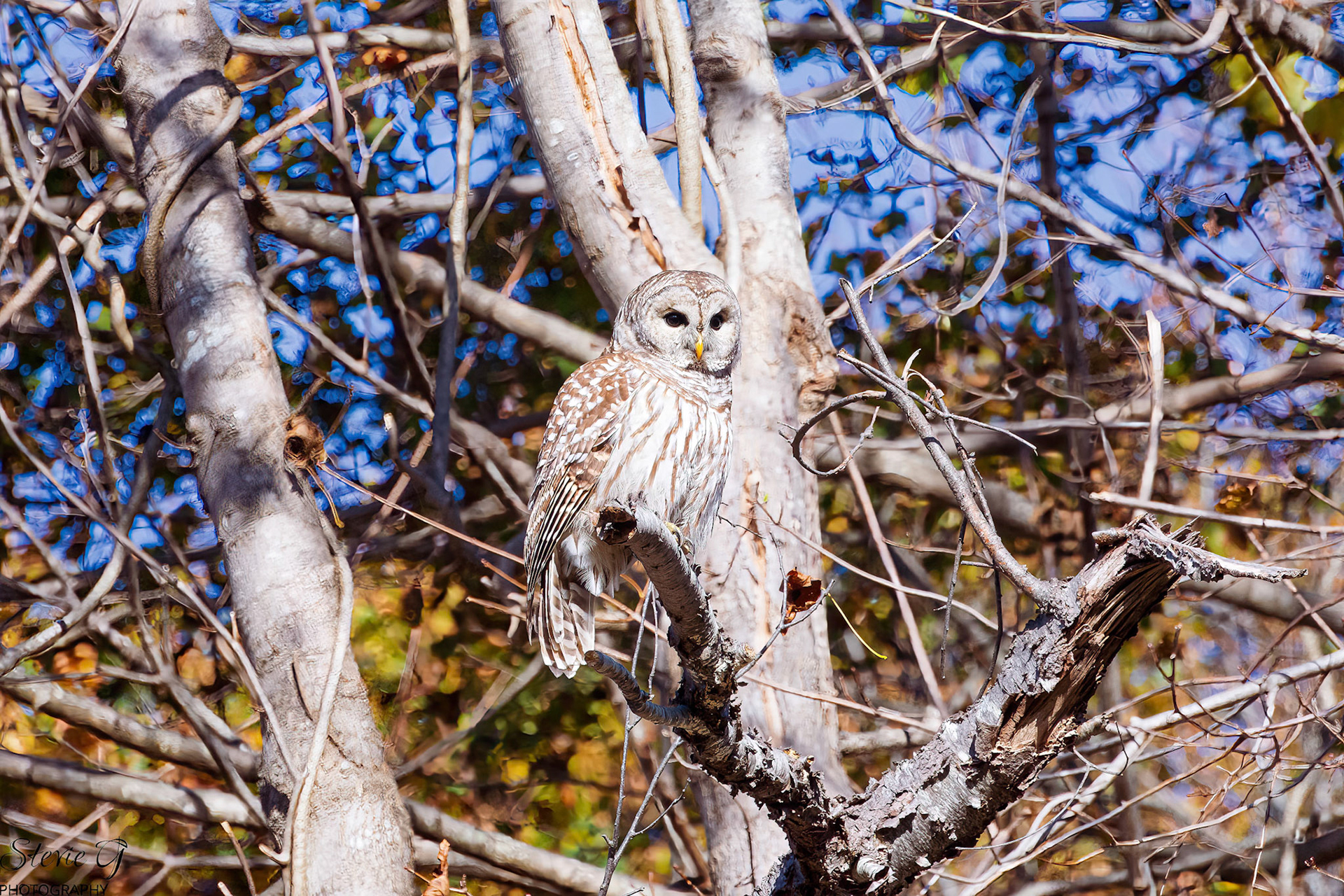 Barred Owl Odiorne state park