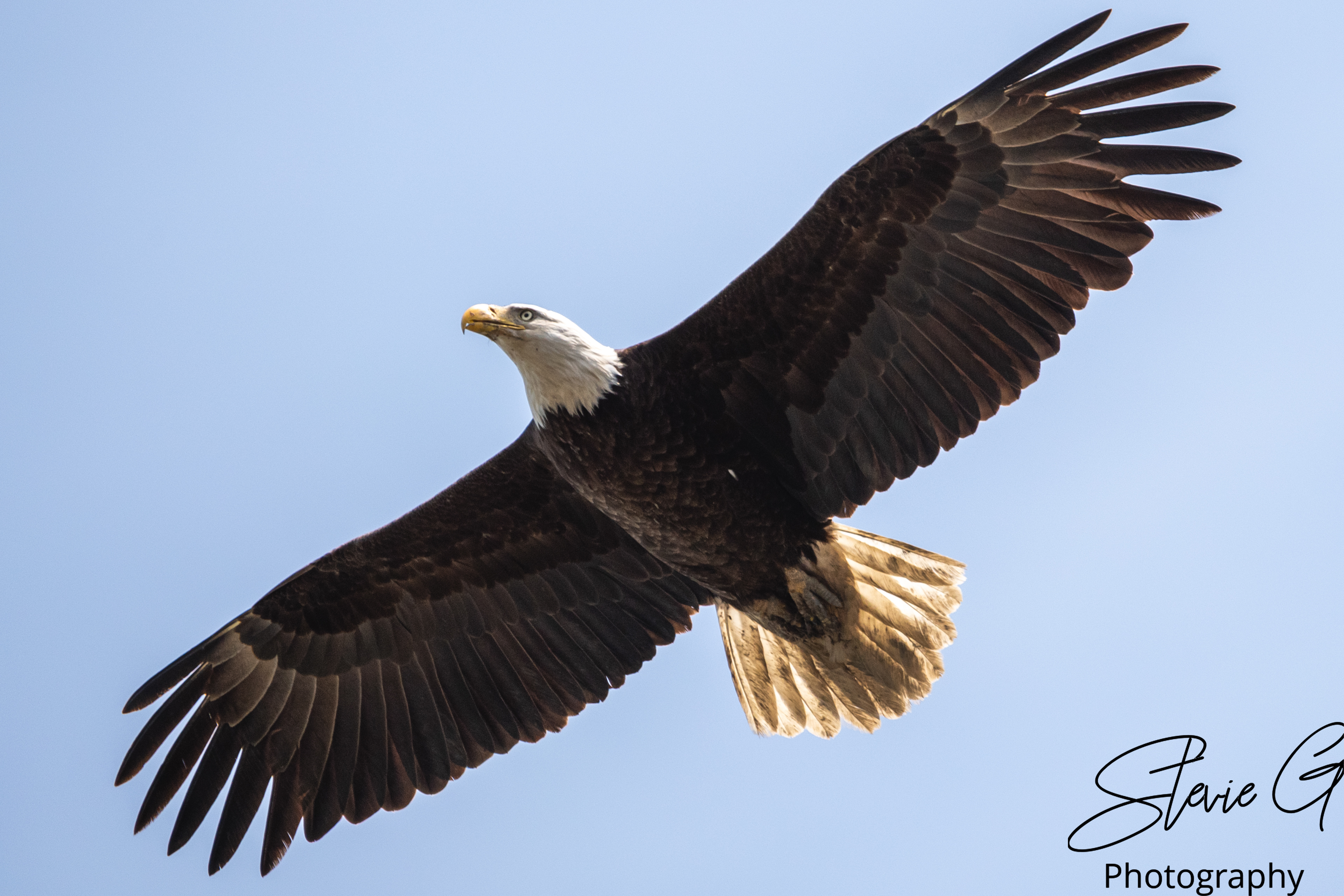 Bald Eagle