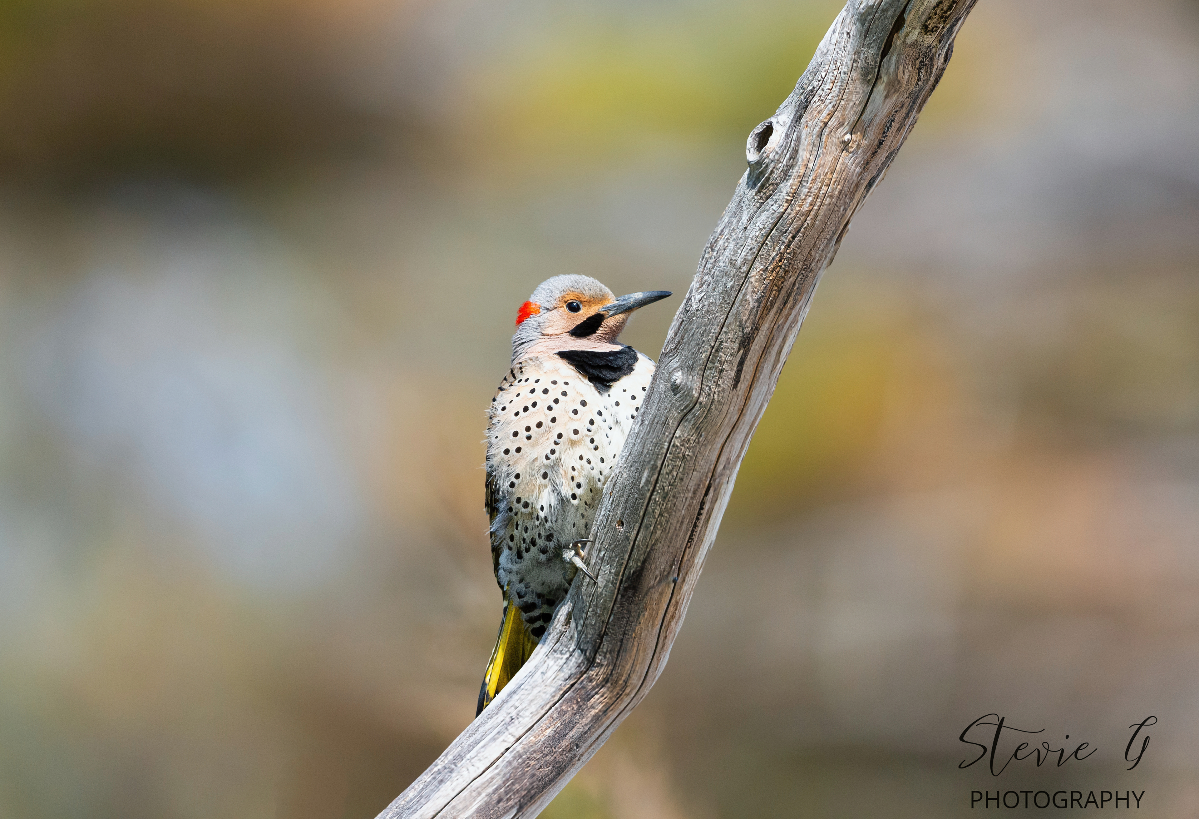 Northern Flicker - Odiorne State Park