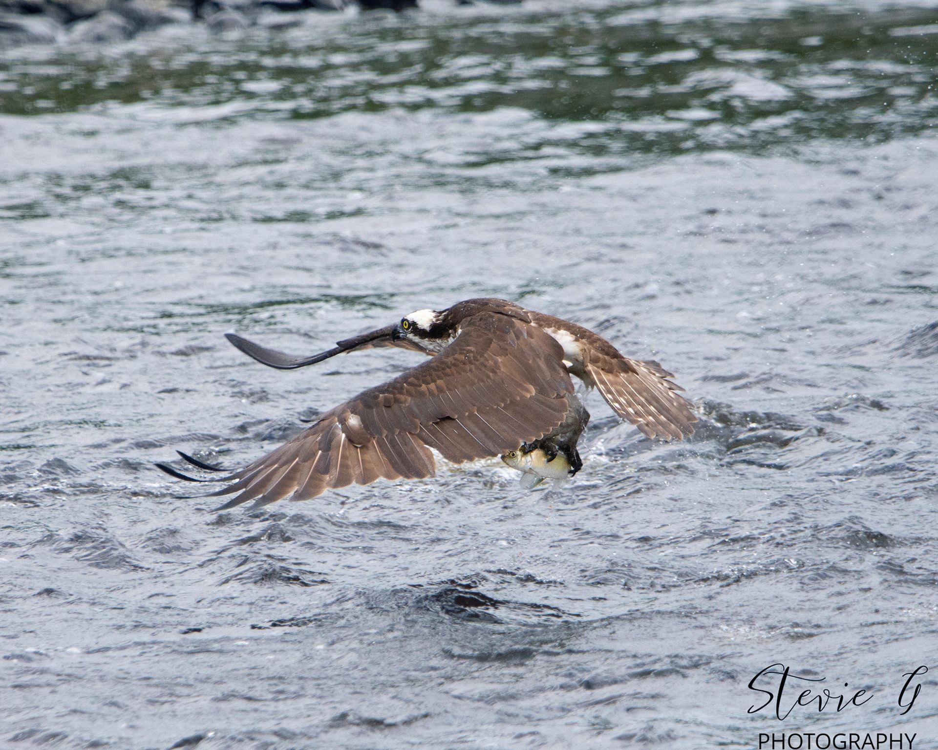 Osprey
