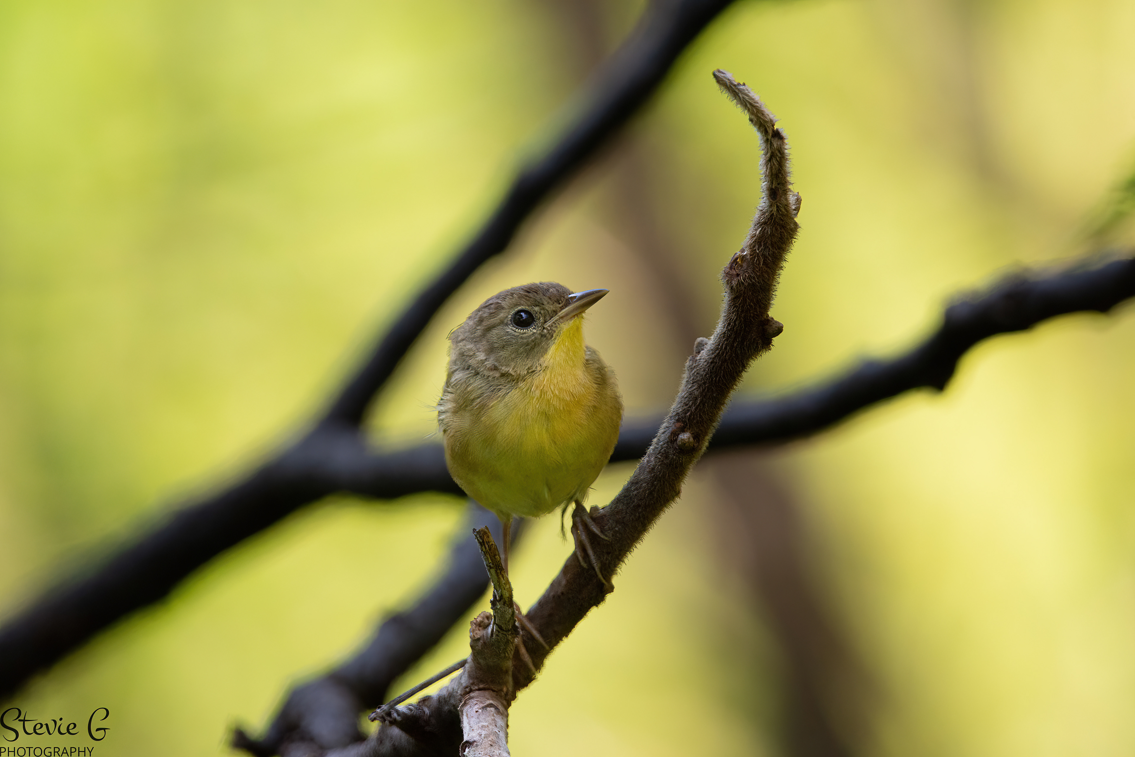 Yellow Throat Warbler Odiorne State Park