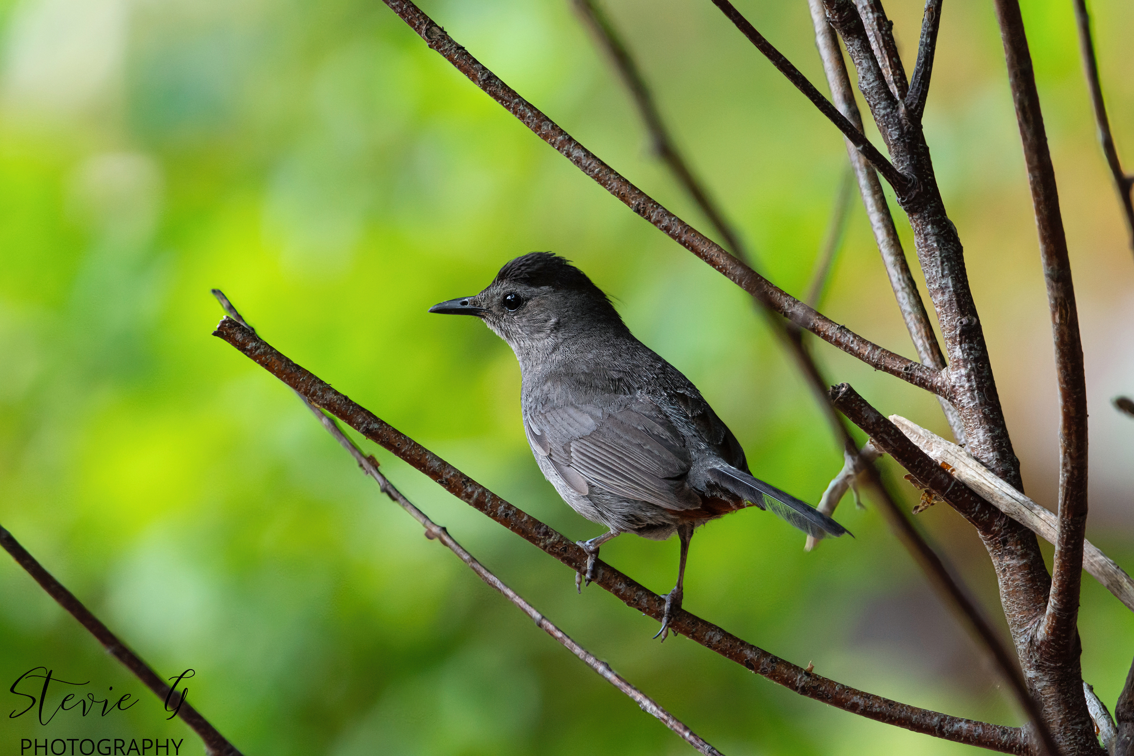Cat Bird - Odiorne State Park