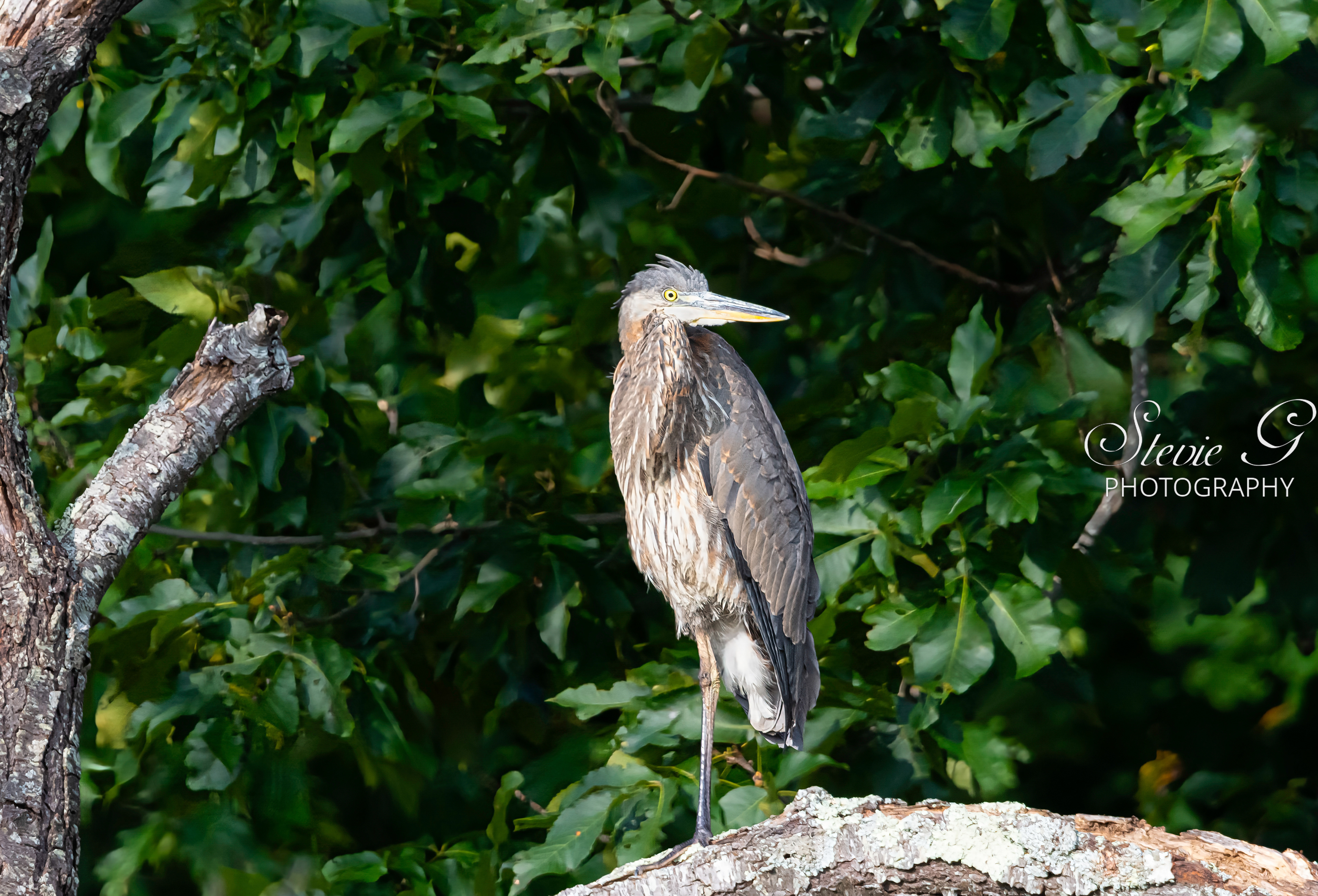 Grey Heron - Odiorne State Park
