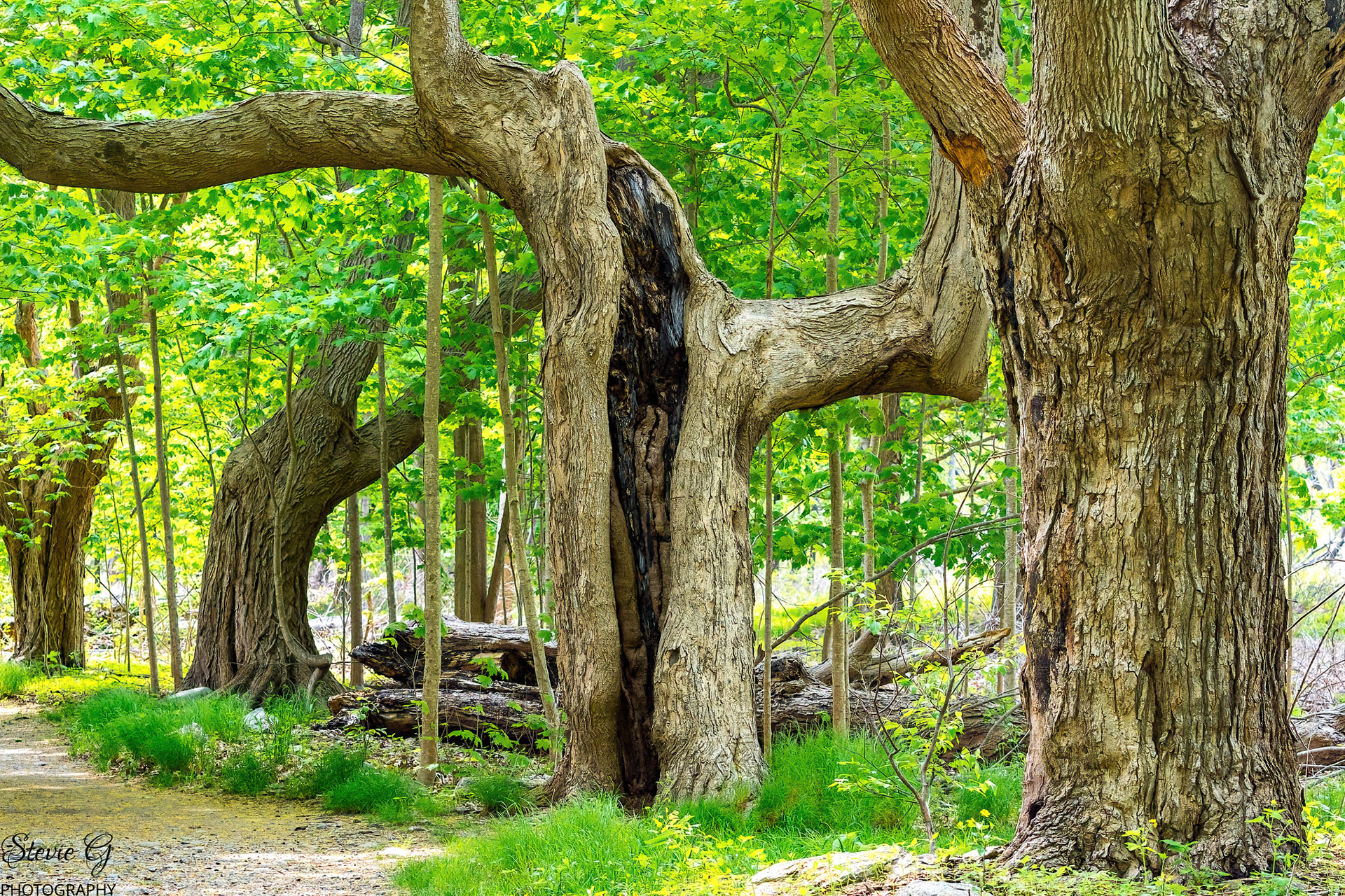 Odiorne state park