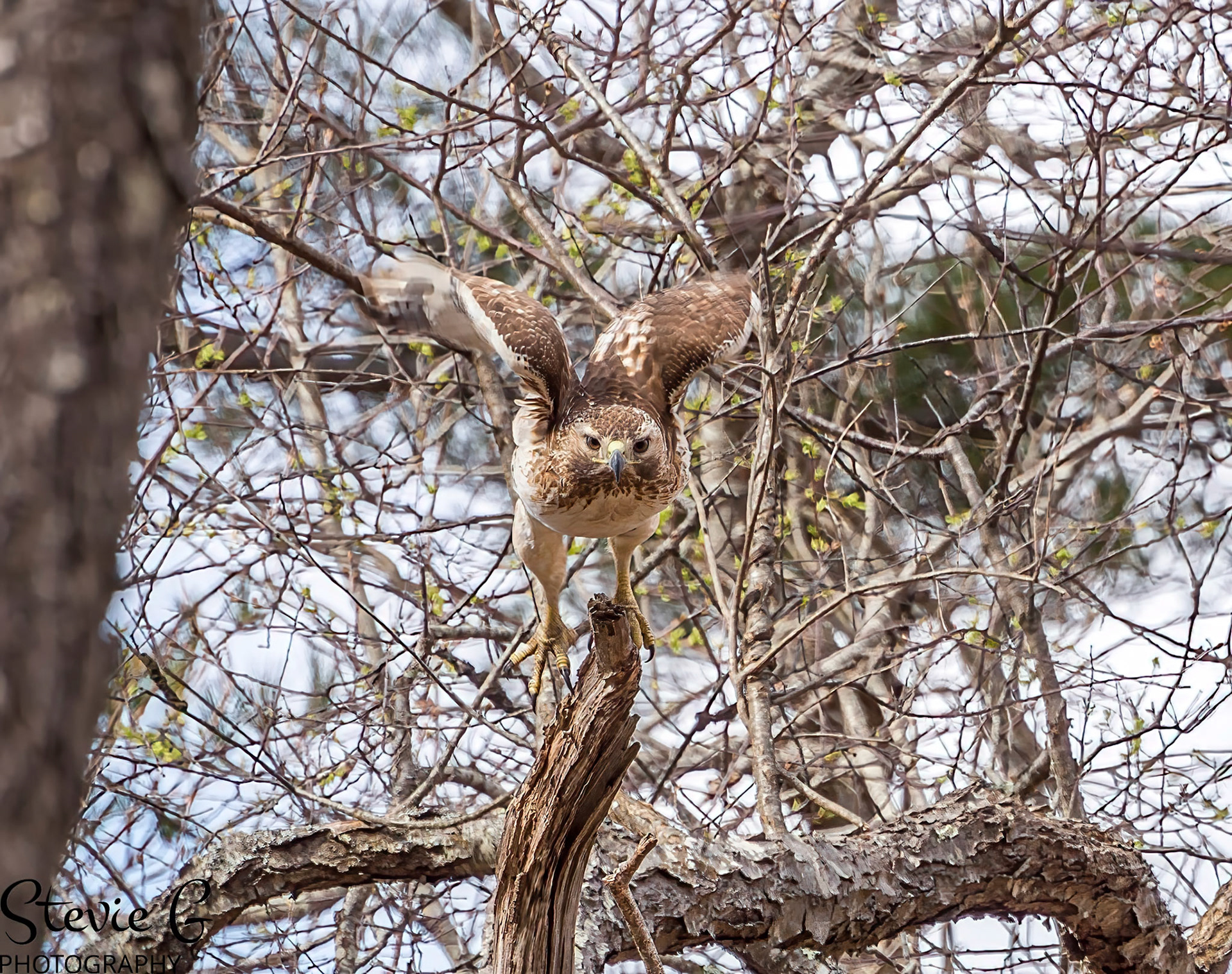 Redtail Hawk at Odiorne state park