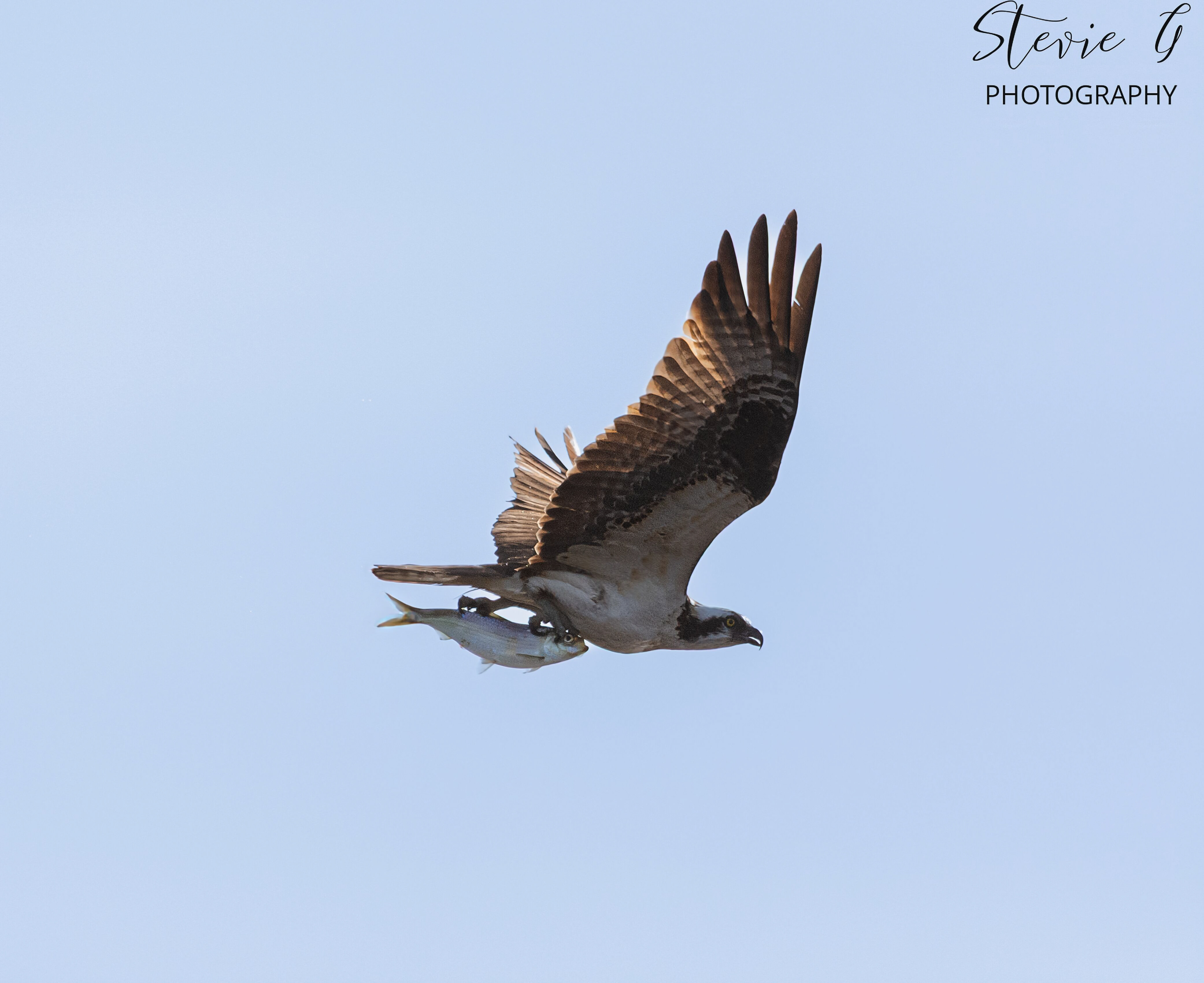 Osprey - Southern N.H.