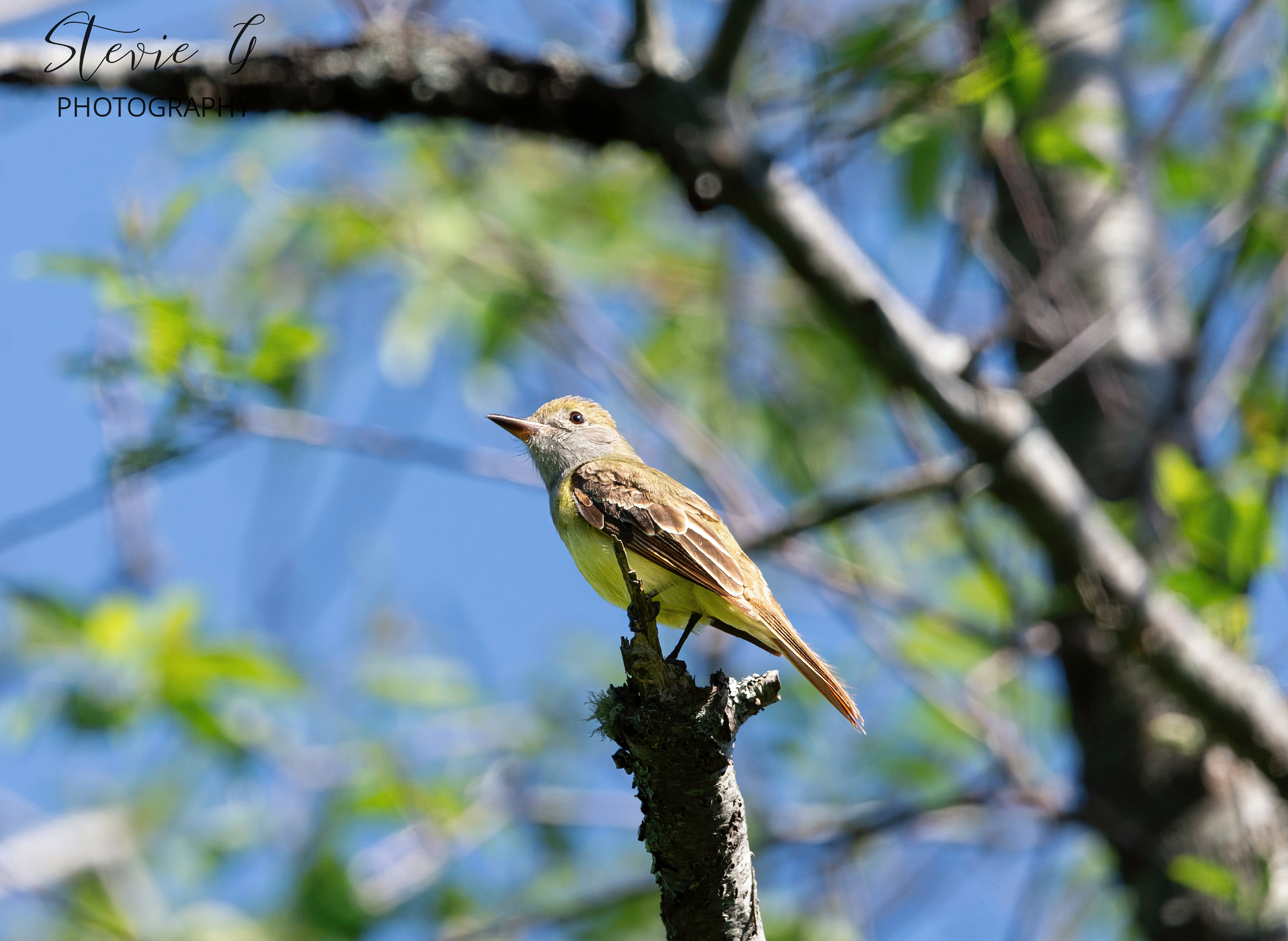 Great crested flycatcher - Odiorne State Park