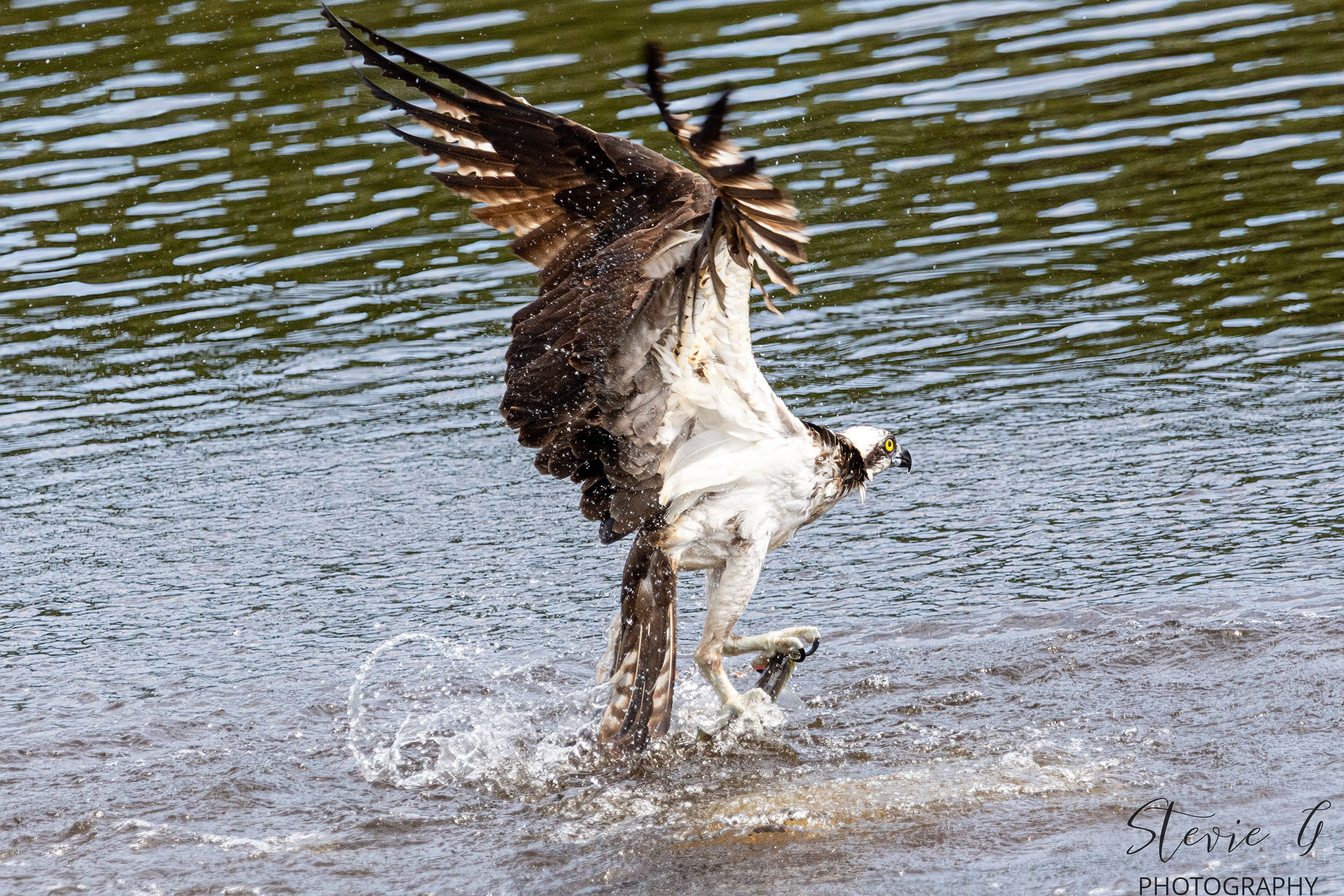 Osprey - Southern N.H.