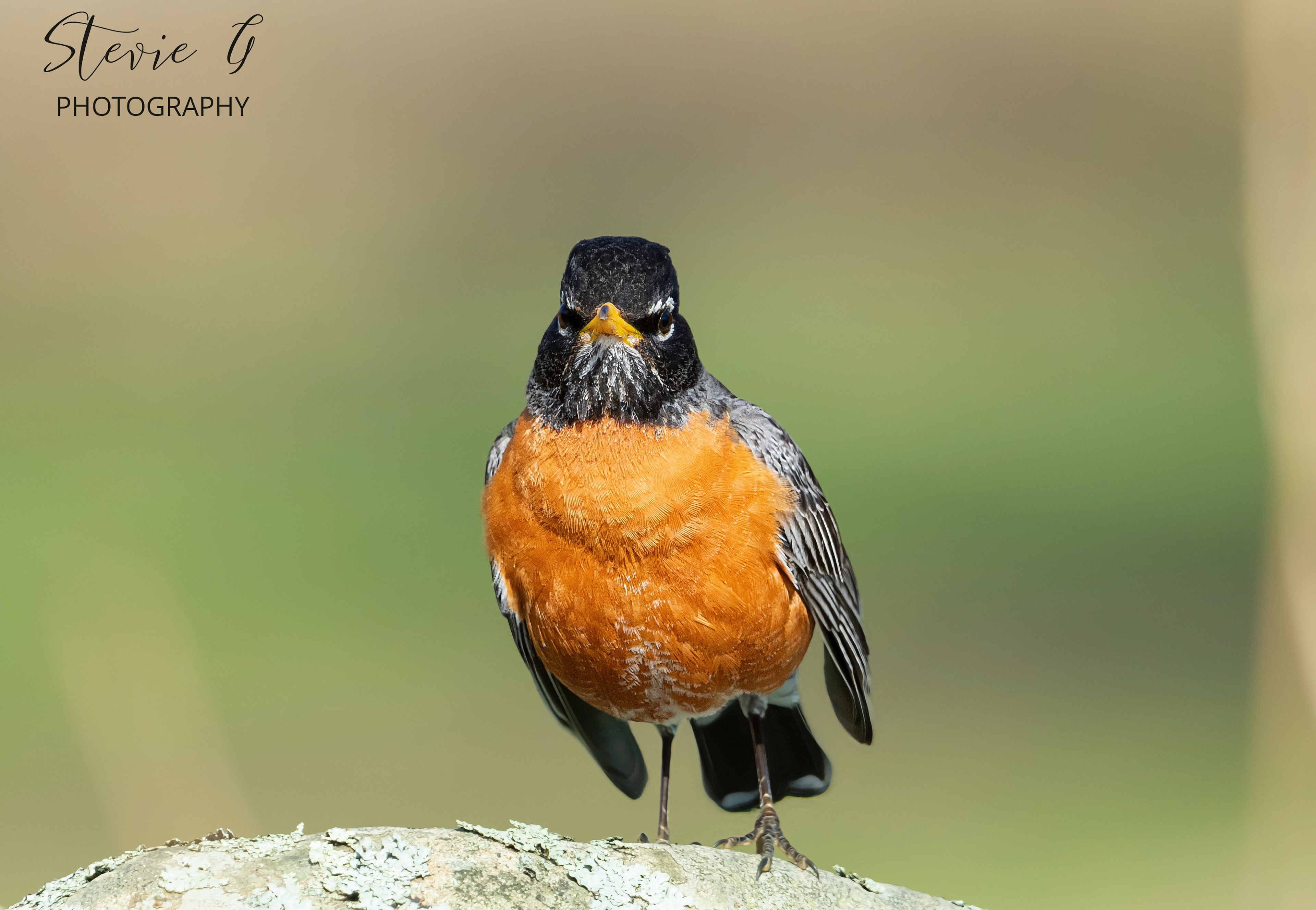 American Robin - Odiorne State Park