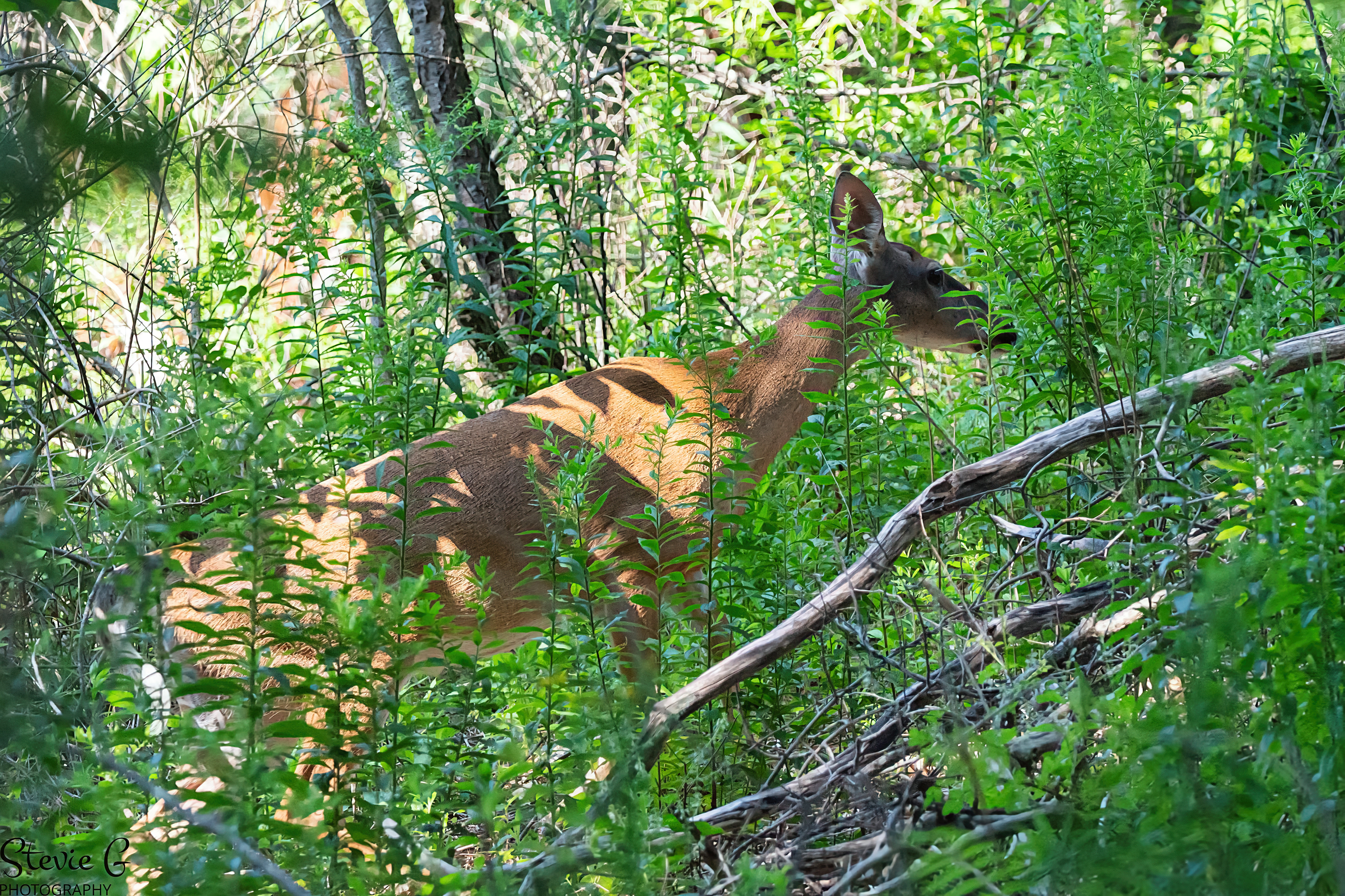Female Whitetail Deer Odiorne state park