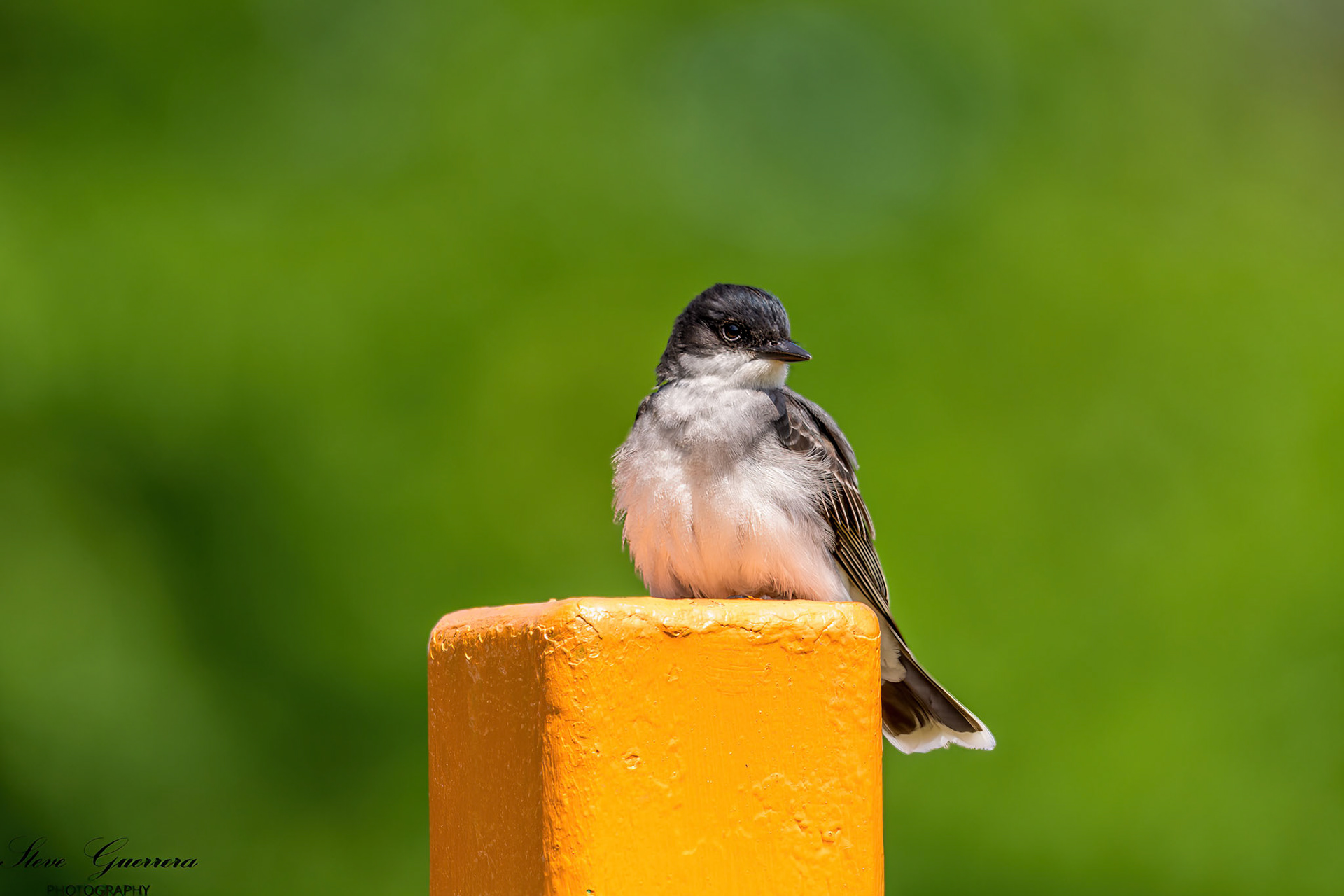 Eastern kingbird Odiorne State Park