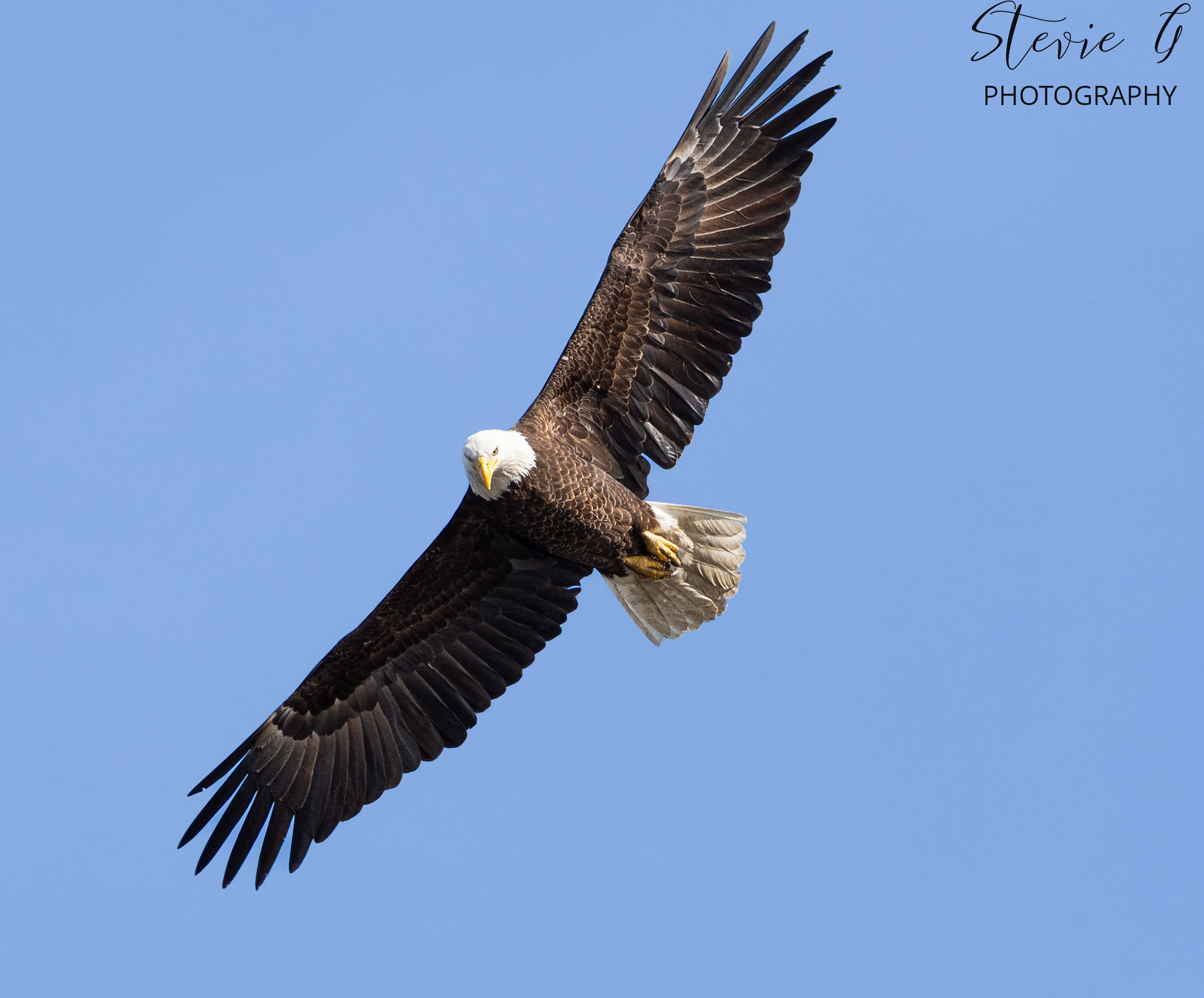 Bald Eagle - Southern N.H.