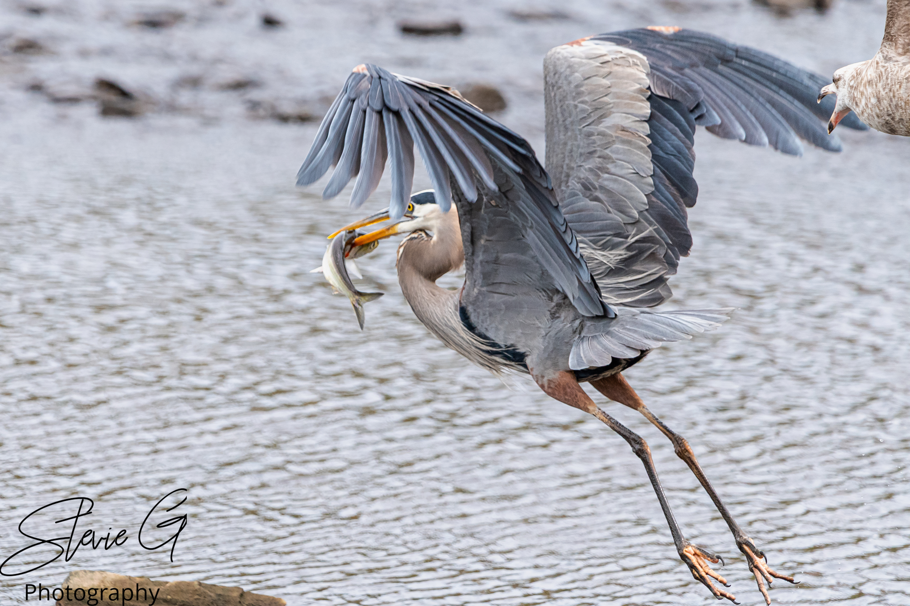 Blue Heron