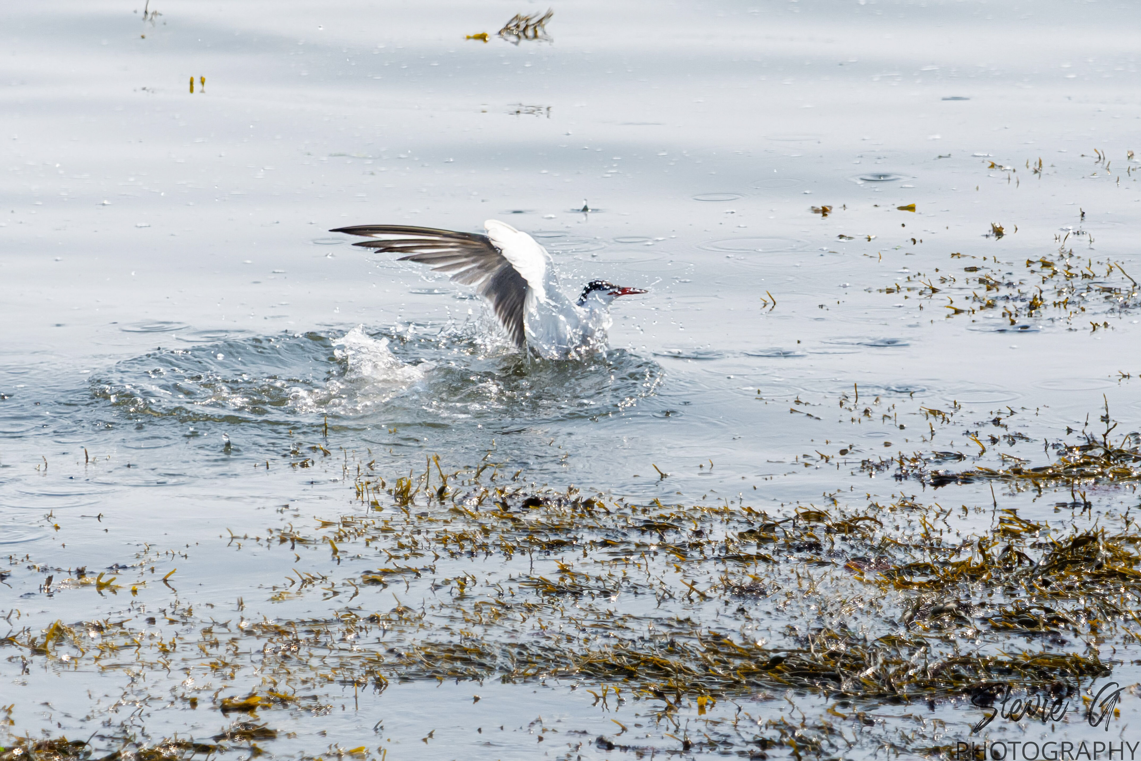 Common tern