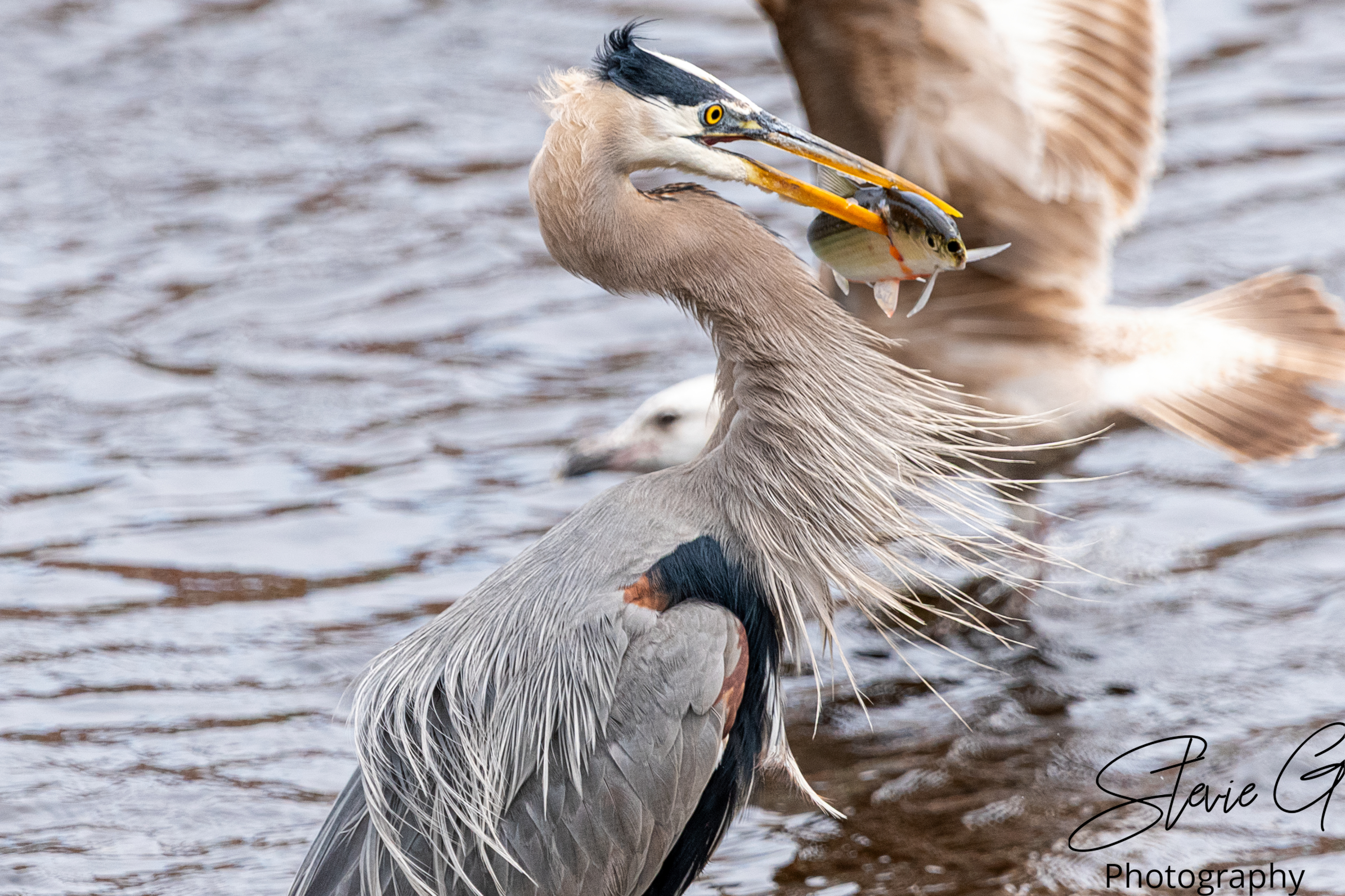 Blue Heron
