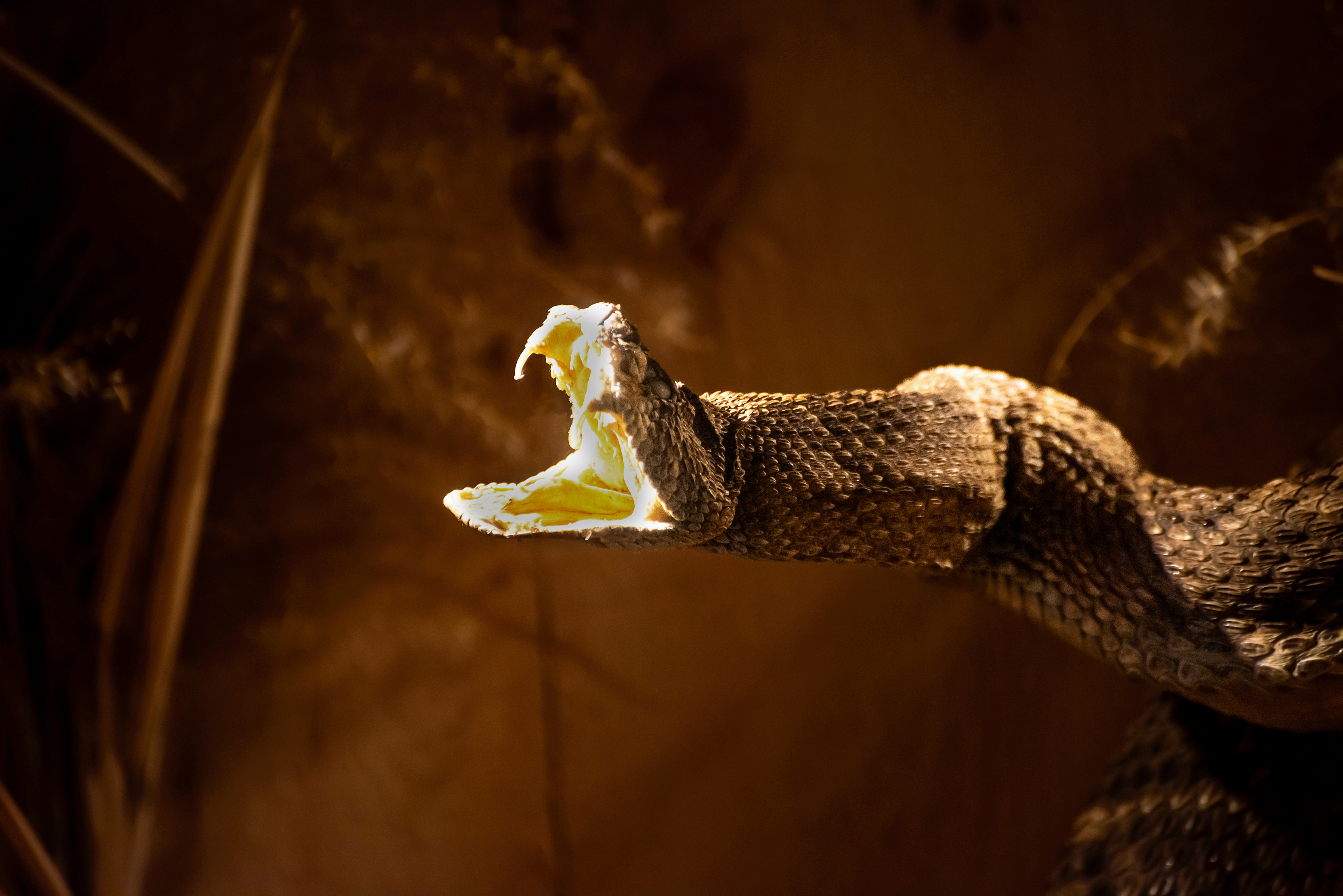 Rattler Snake