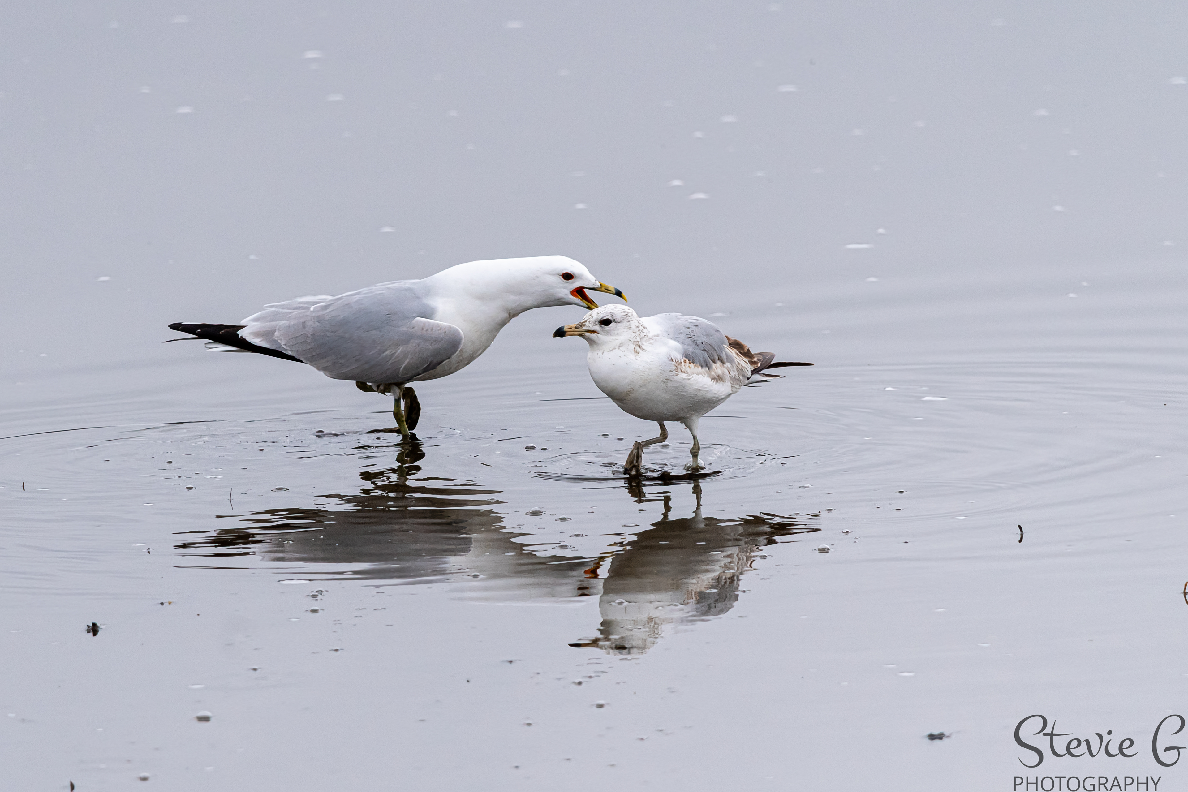 Seagulls