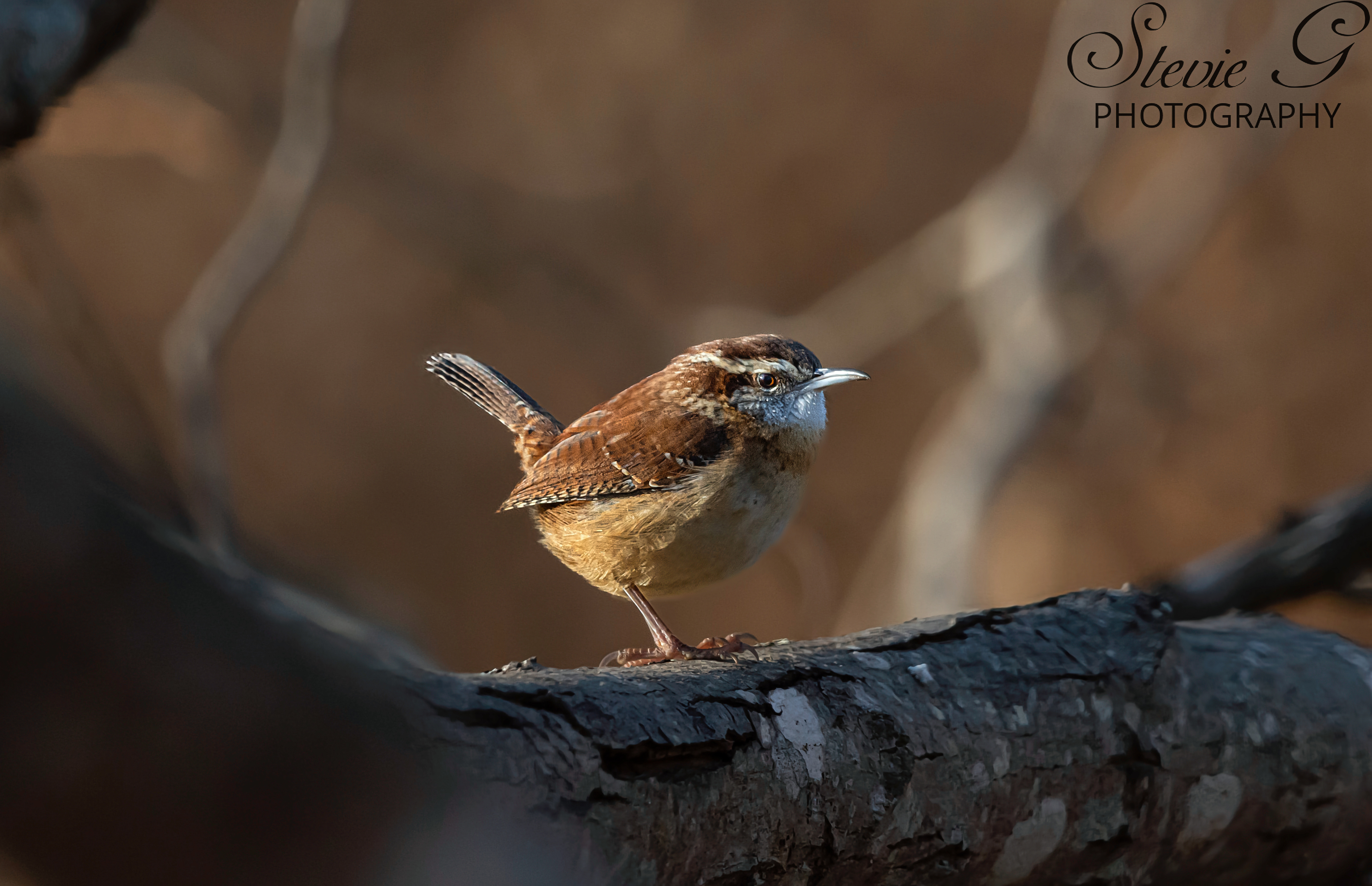 Carolina Wren
