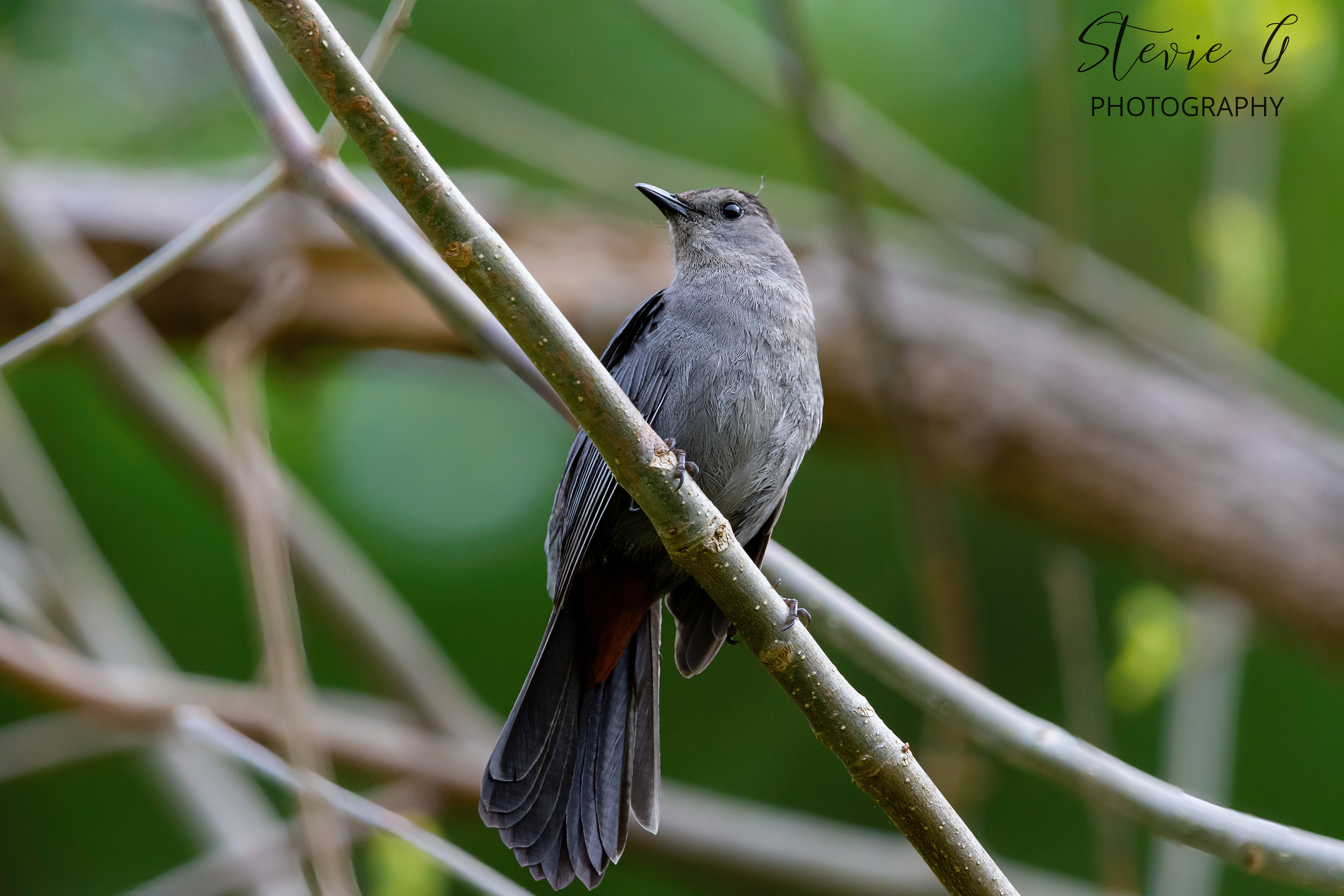 Catbird