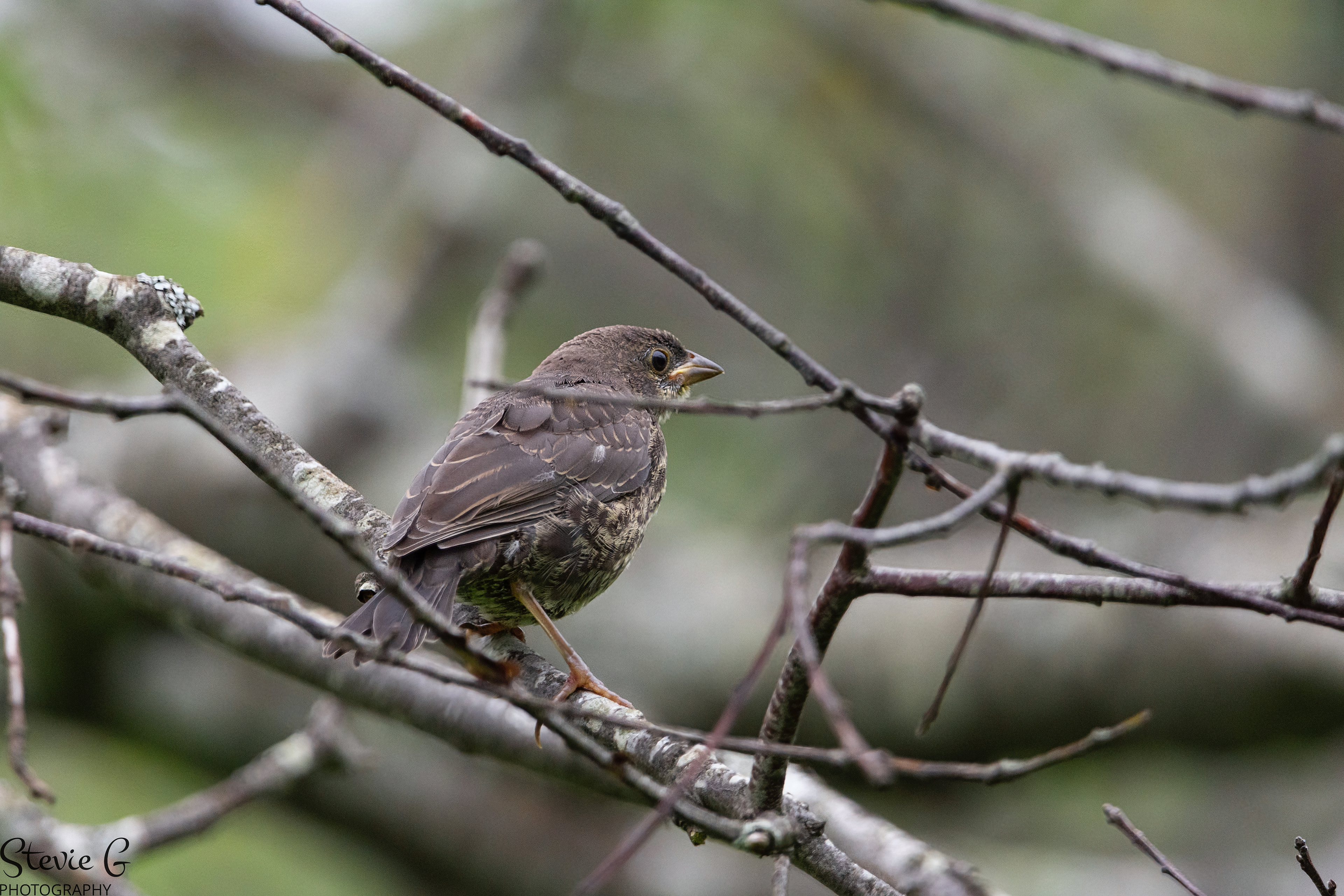 Brown Headed Cowbird Odiorne state park